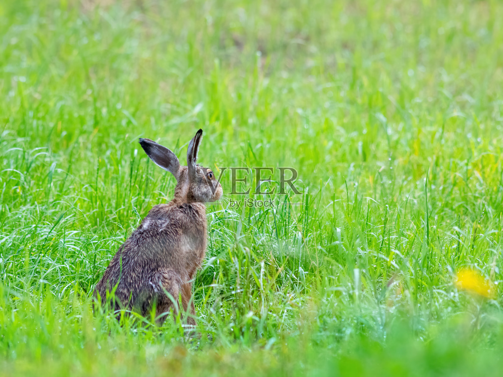 春天，坐在潮湿草地上的棕色野兔(lepus capensis)照片摄影图片