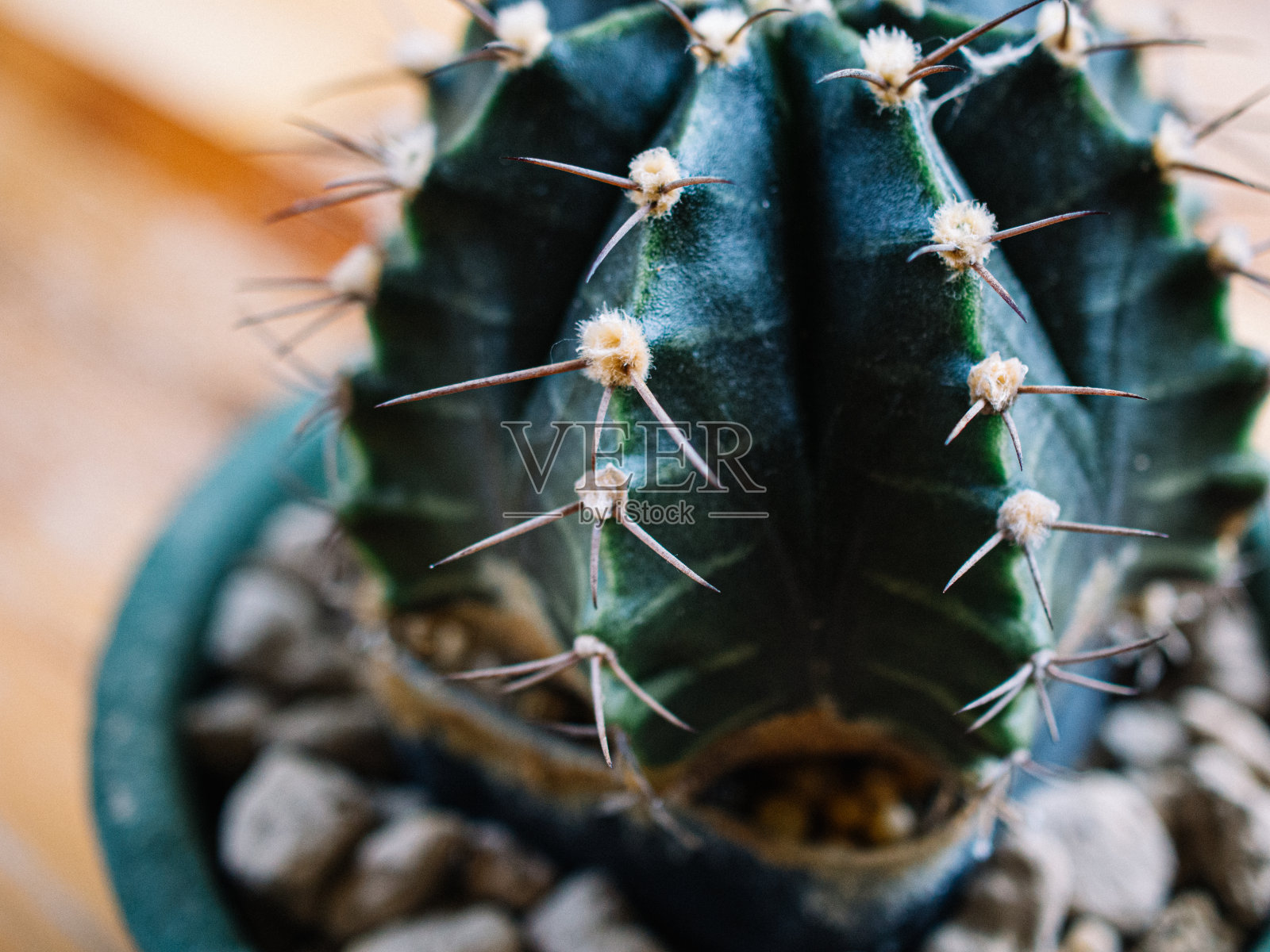 仙人掌照片摄影图片