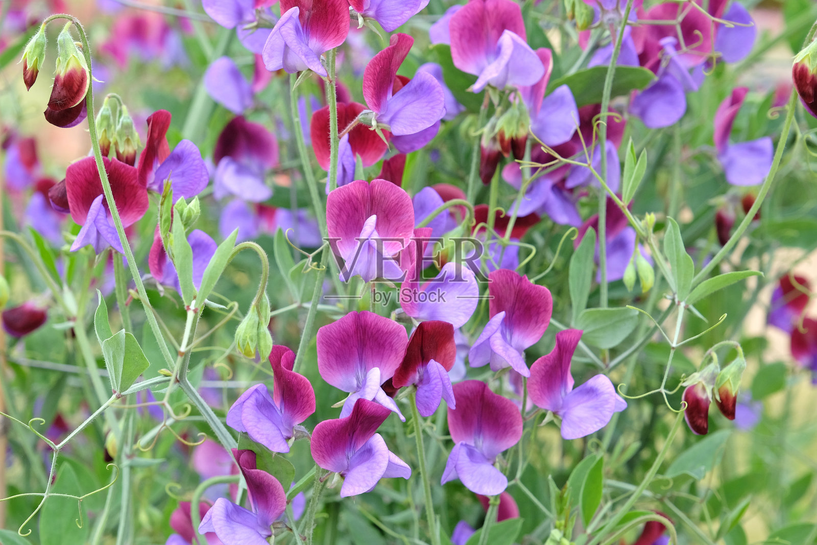 深紫色和丁香色的香缕草，花中的甜豌豆塞德里克莫里斯。照片摄影图片