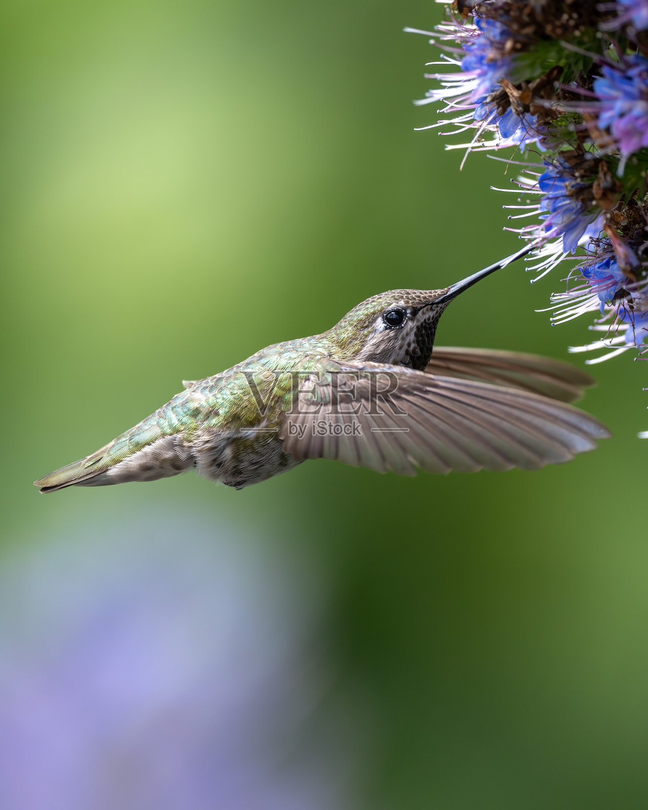 蜂鸟飞行照片摄影图片