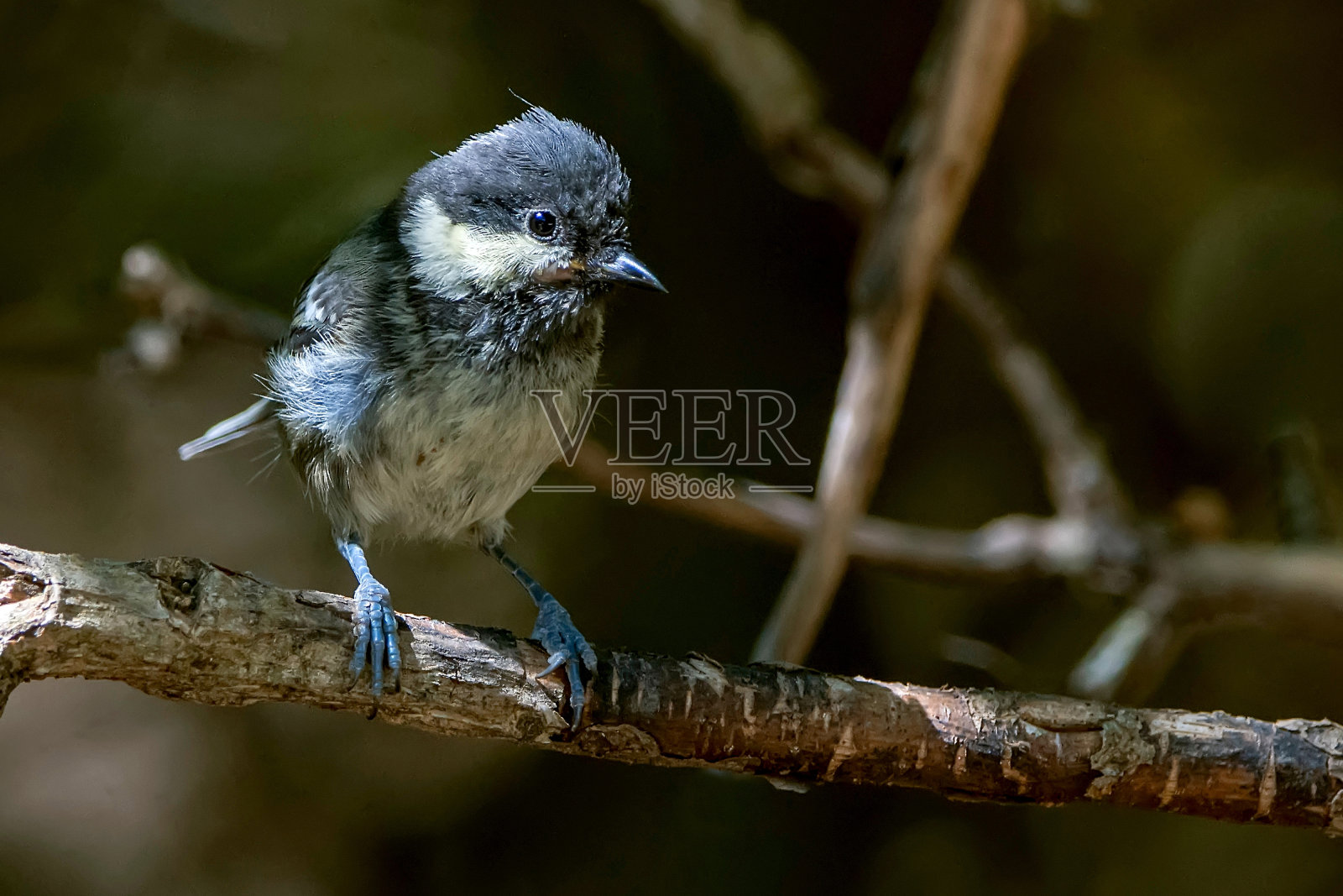 卡索拉、塞古拉和拉斯维拉自然公园里常见的苍头燕雀。照片摄影图片