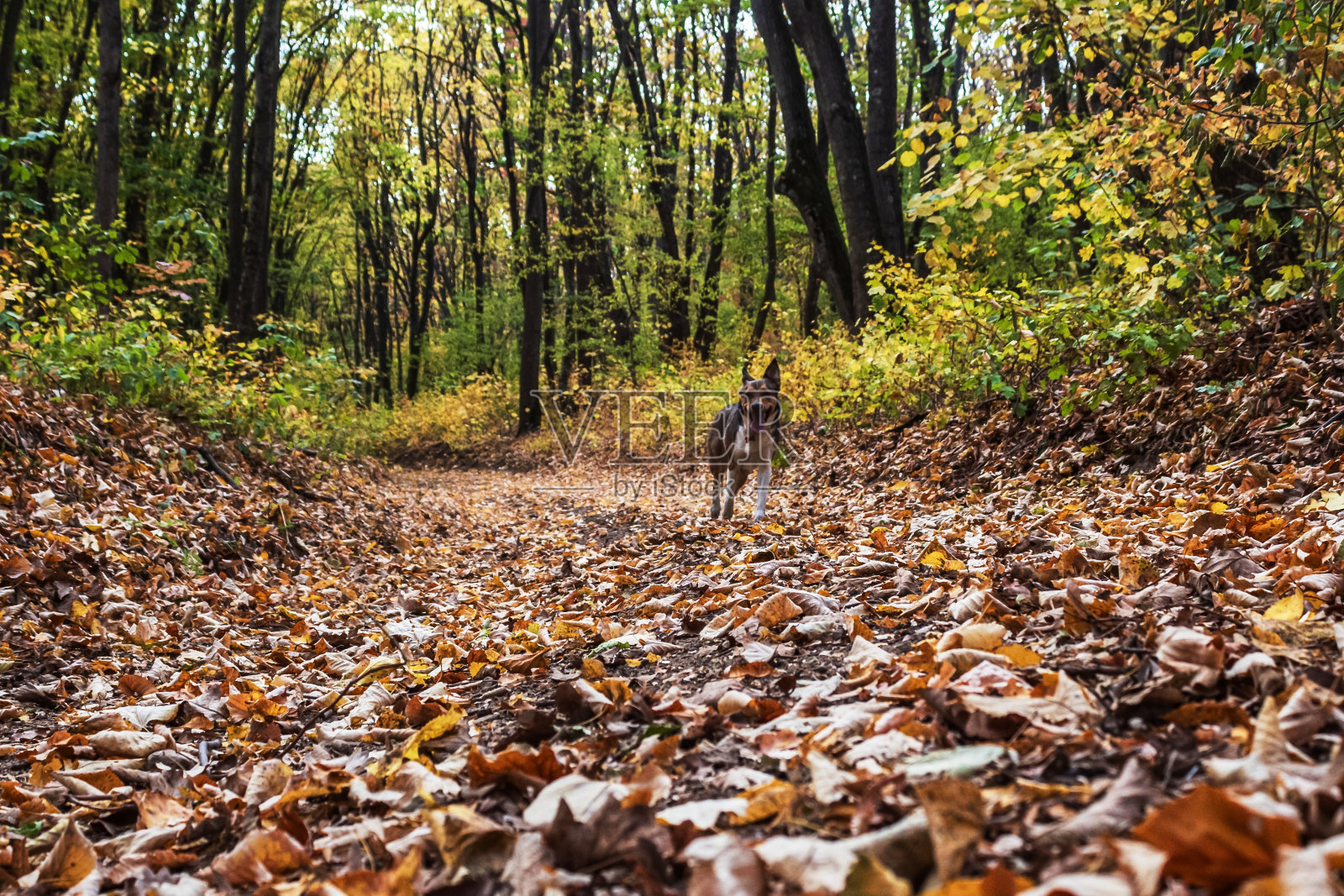 猫，狗，动物，宠物照片摄影图片