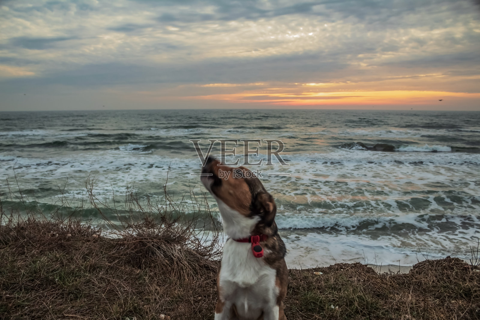 猫，狗，动物，宠物照片摄影图片