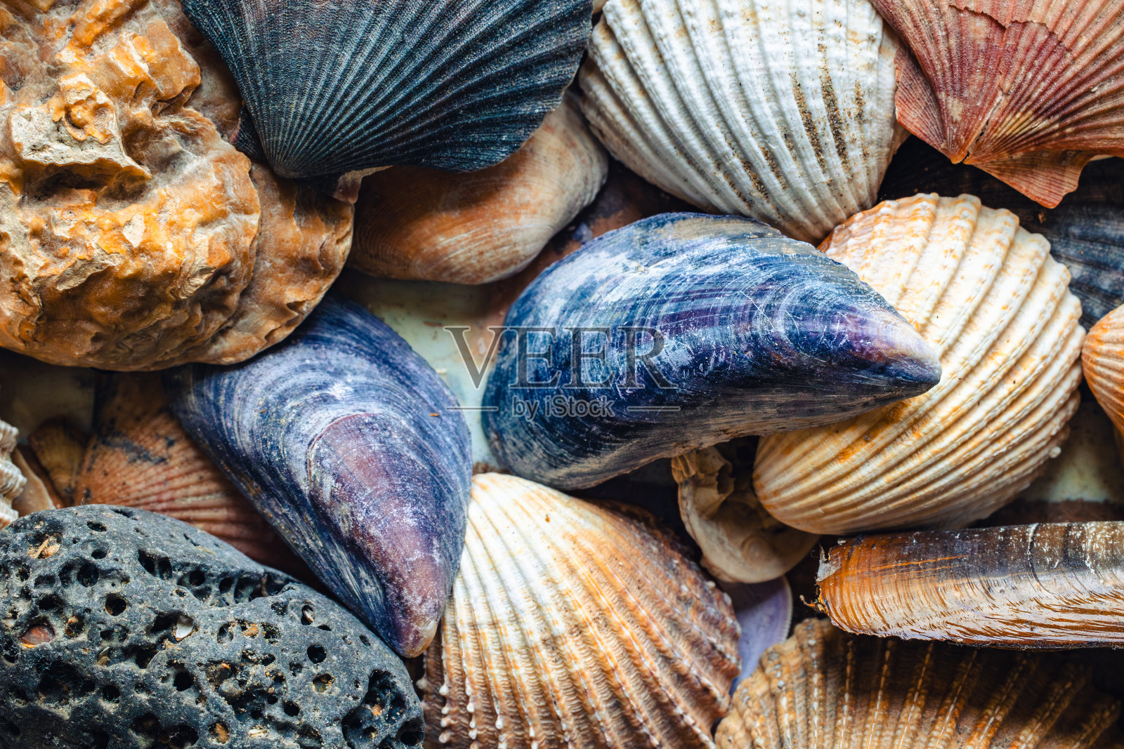 色彩斑斓的贝壳照片摄影图片