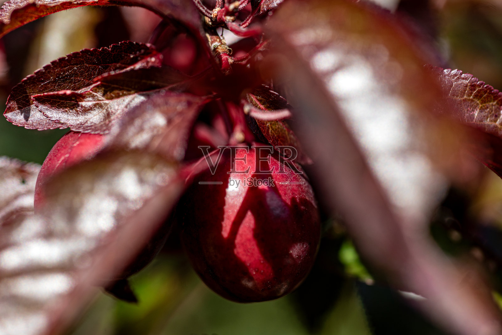 红叶的红李子特写，浆果采摘时间，多汁的浆果，素食照片摄影图片