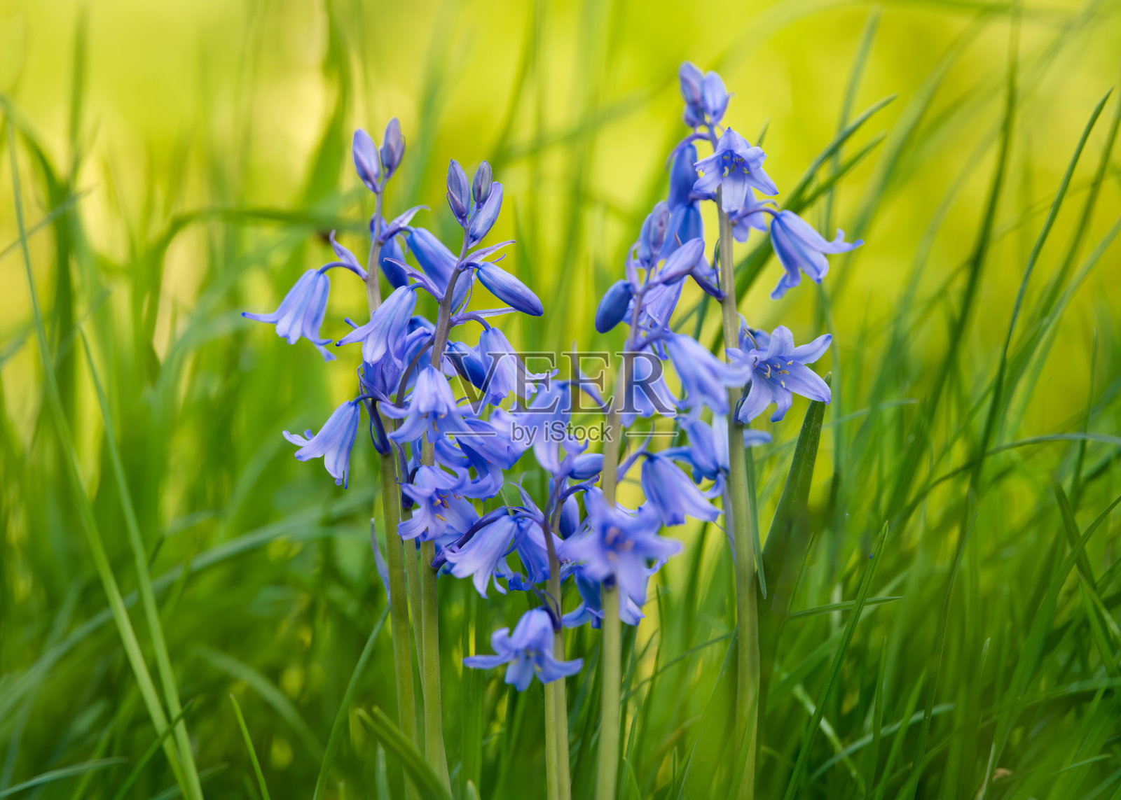 心形的风信子花照片摄影图片