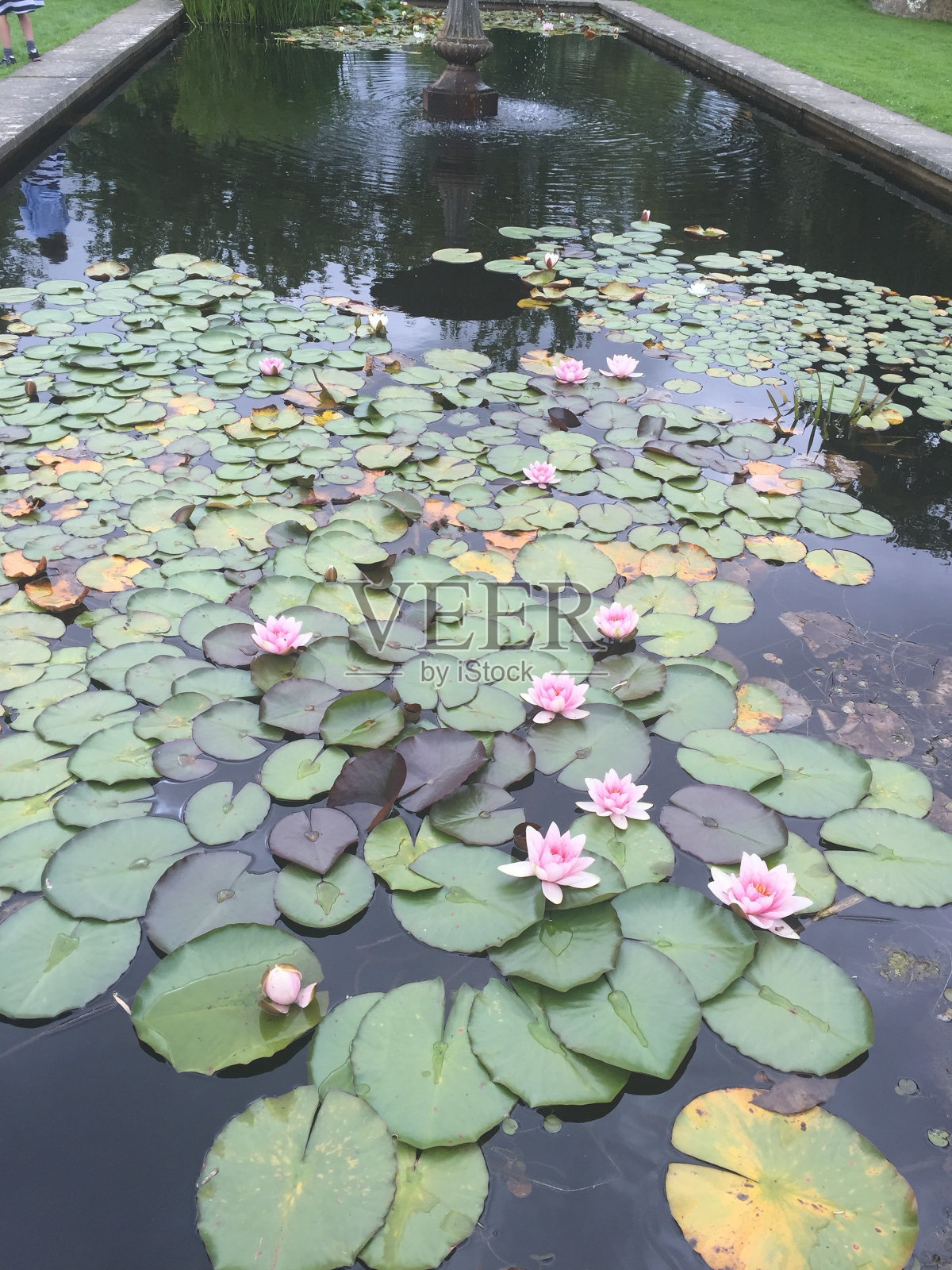 莲花池照片摄影图片