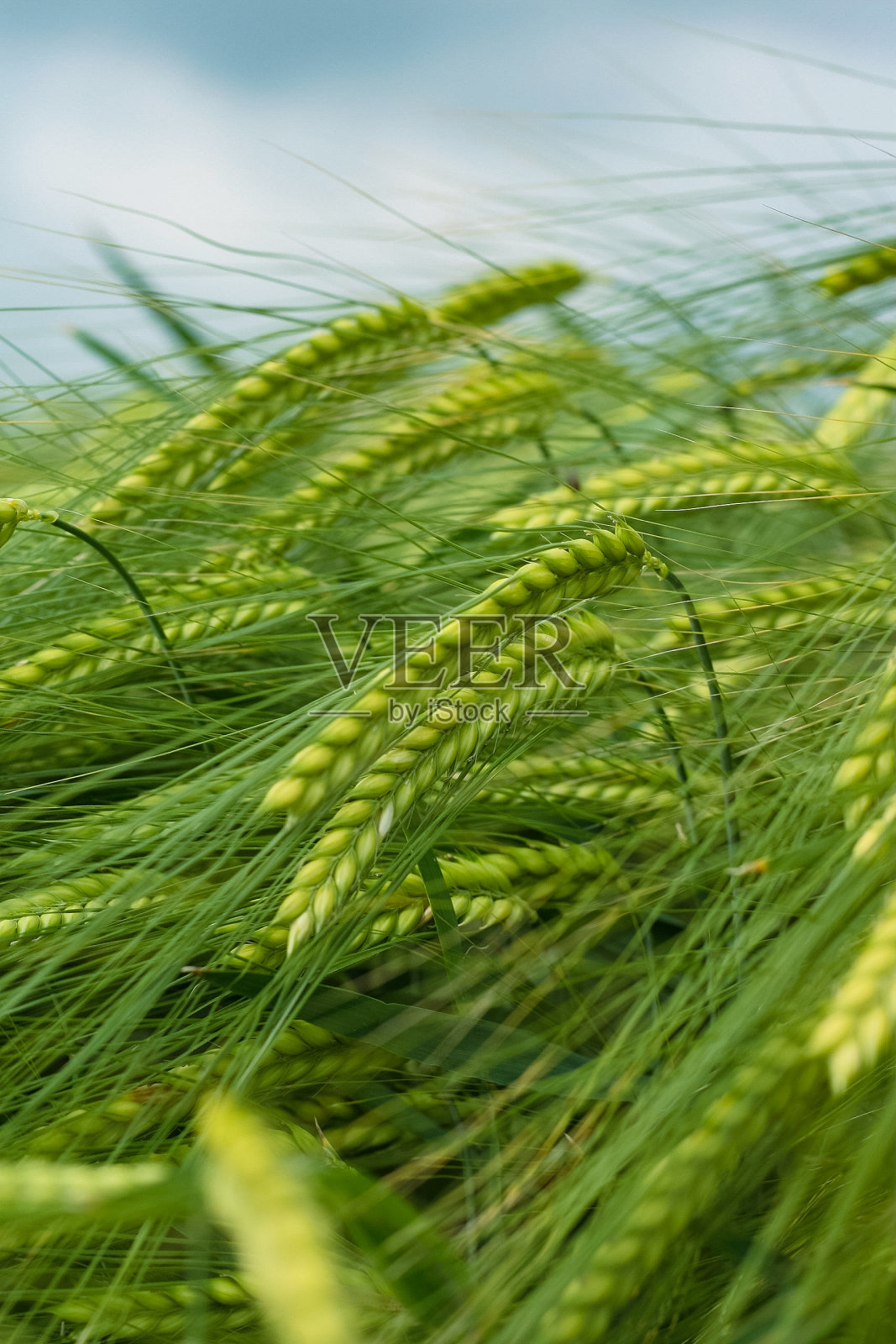 一片绿黑麦。嫩绿的小麦。春末夏初。关闭了。在一个柔软模糊的天空背景上的文字自由空间。农民的生活。副本的空间。有选择性的重点照片摄影图片