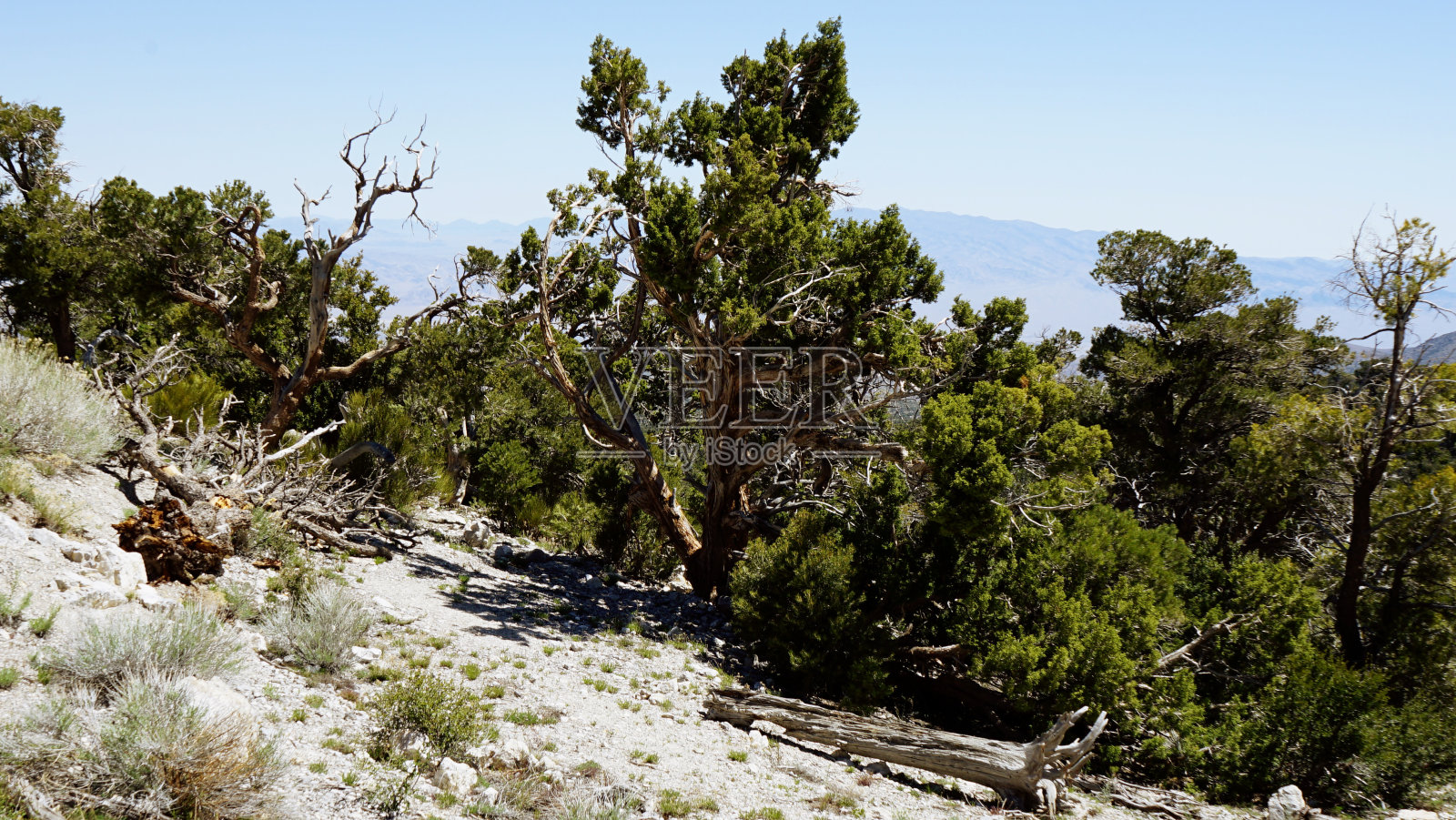 从山顶俯瞰查尔斯顿山照片摄影图片