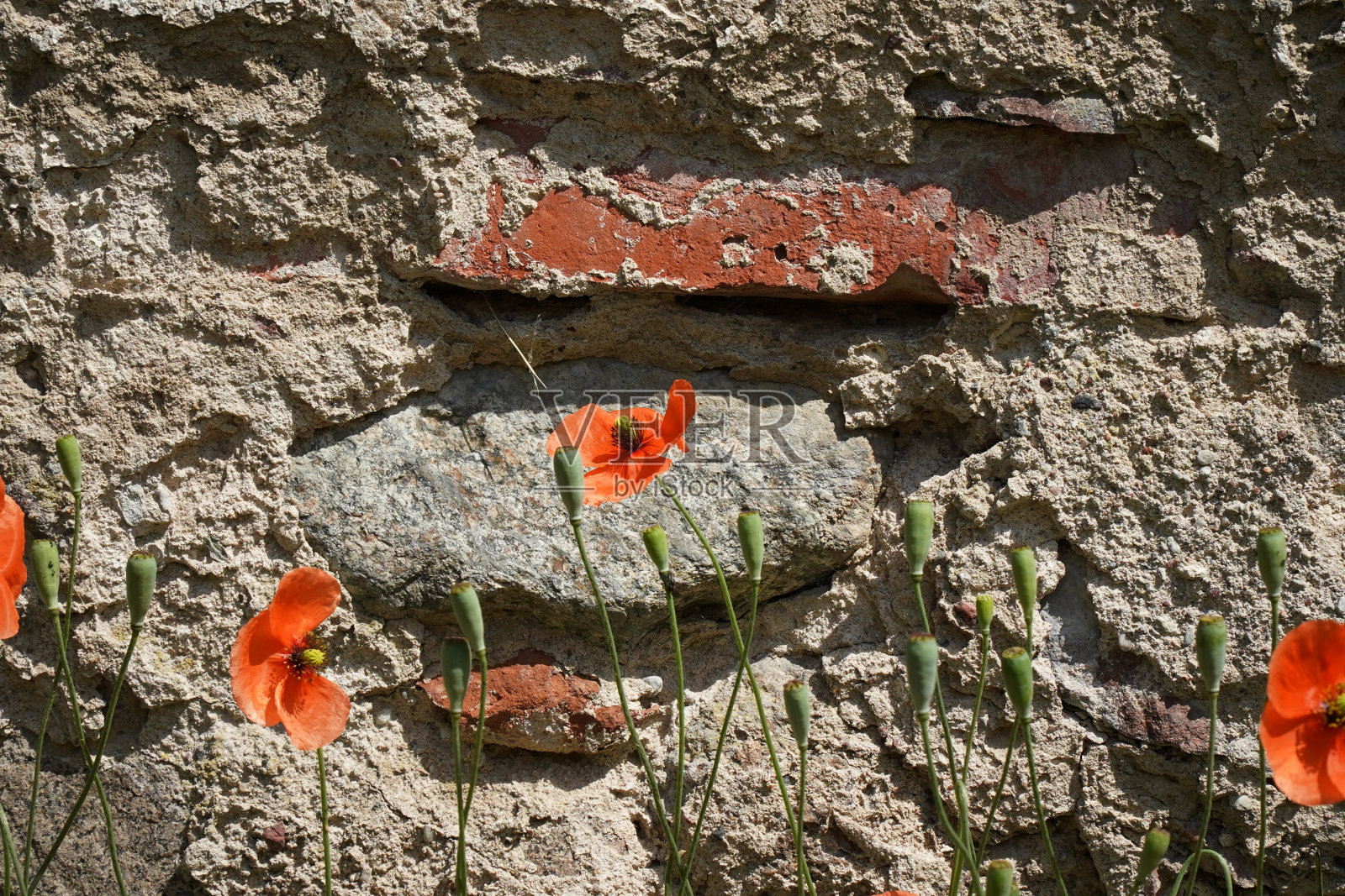 红罂粟花在石墙背景照片摄影图片