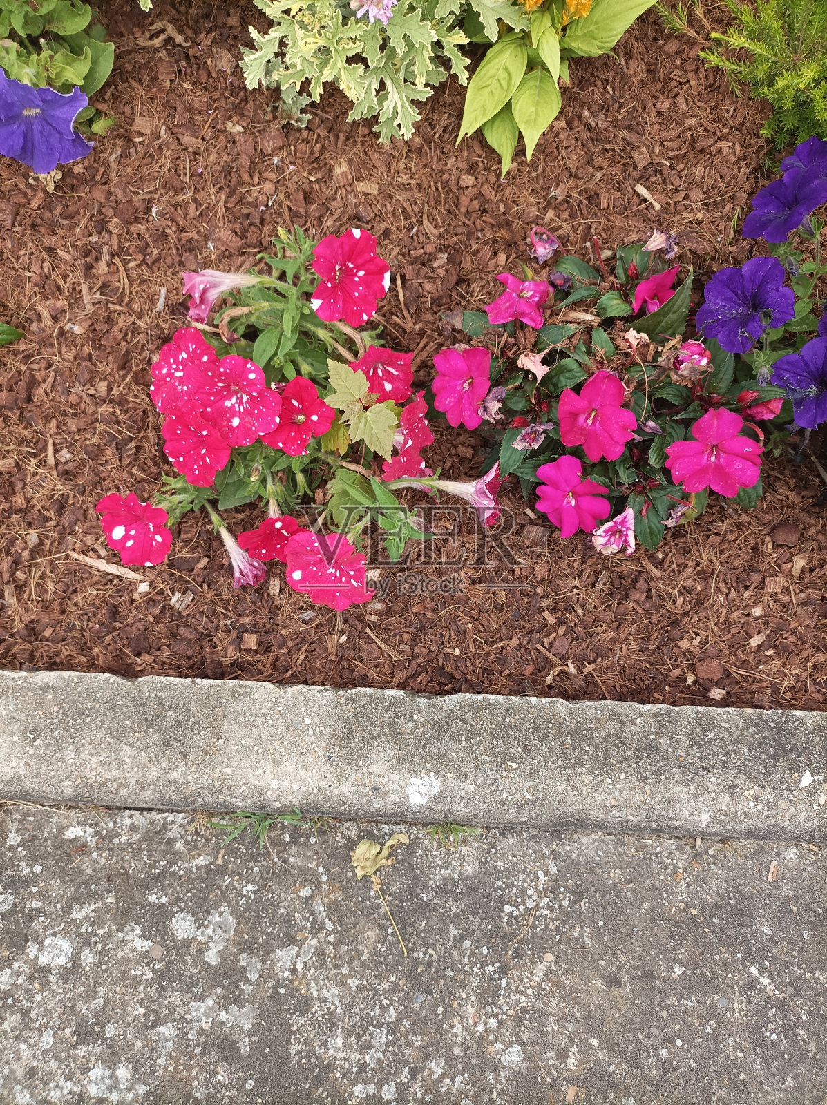 花照片摄影图片