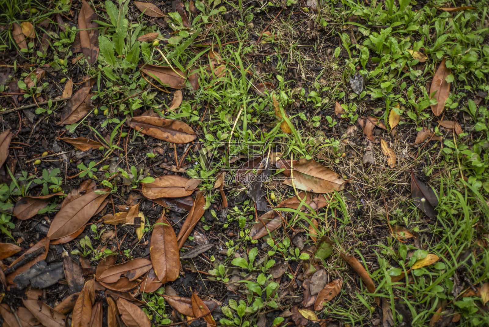 背景俯视图接近花园的草，植物，和枯叶。照片摄影图片