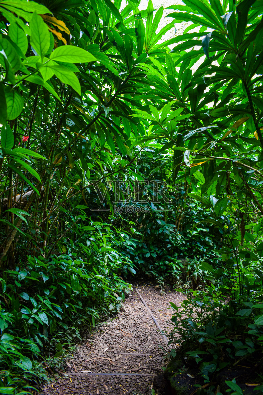 深入雨林照片摄影图片