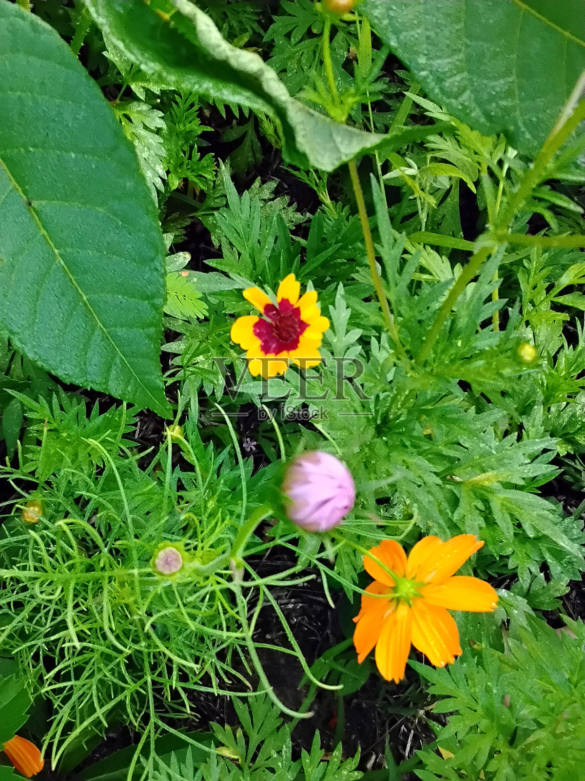 花的田野kitating山照片摄影图片