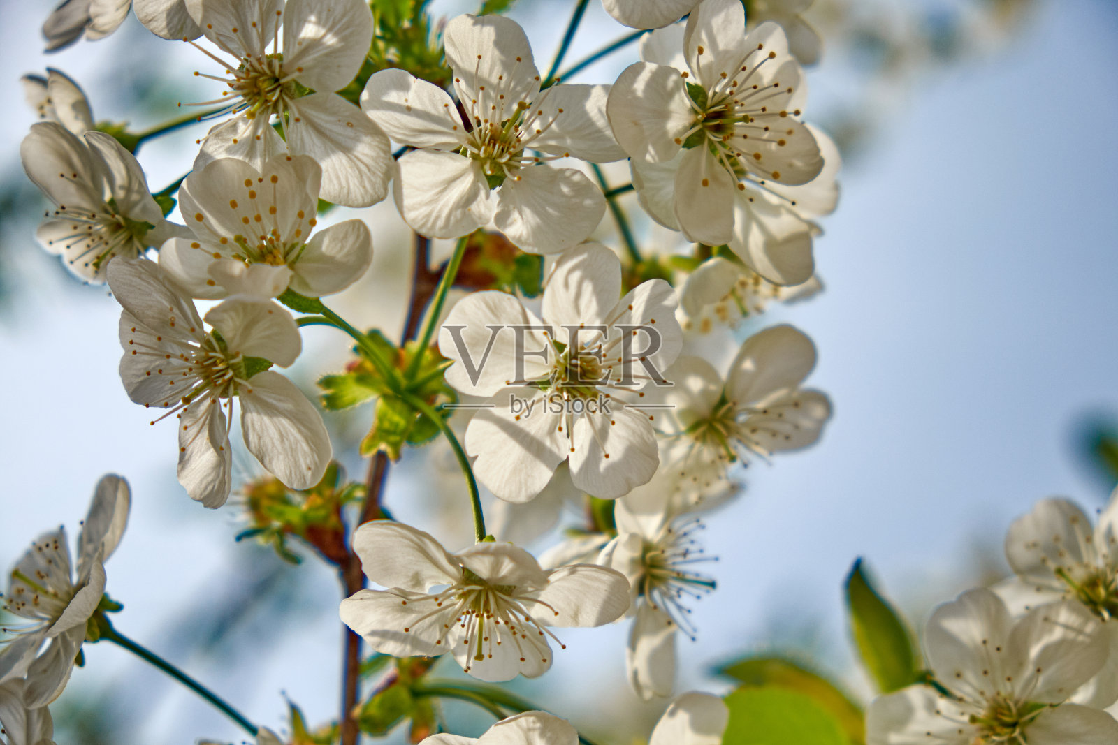 在庆祝春天的活动中，樱花树的枝头戴着洁白的花冠，散发出美丽和活力。照片摄影图片