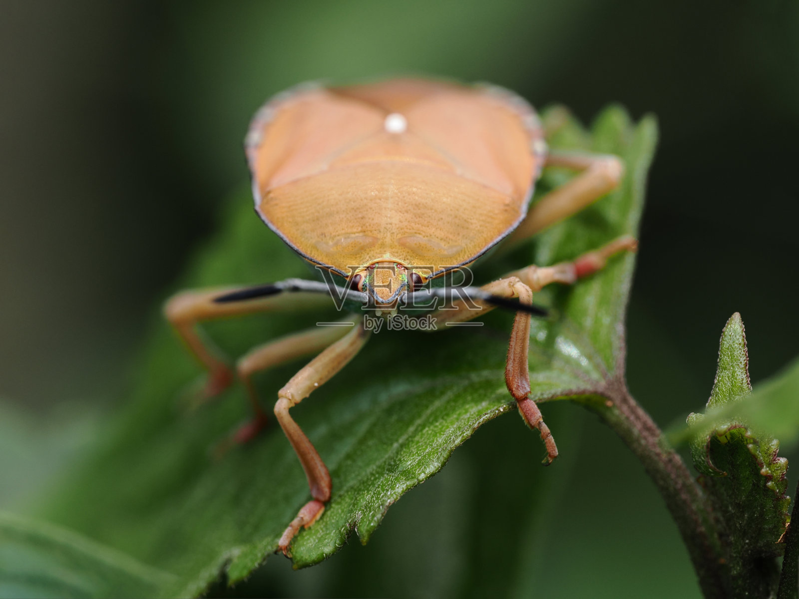 一只棕色有纹的臭虫的肖像照片摄影图片