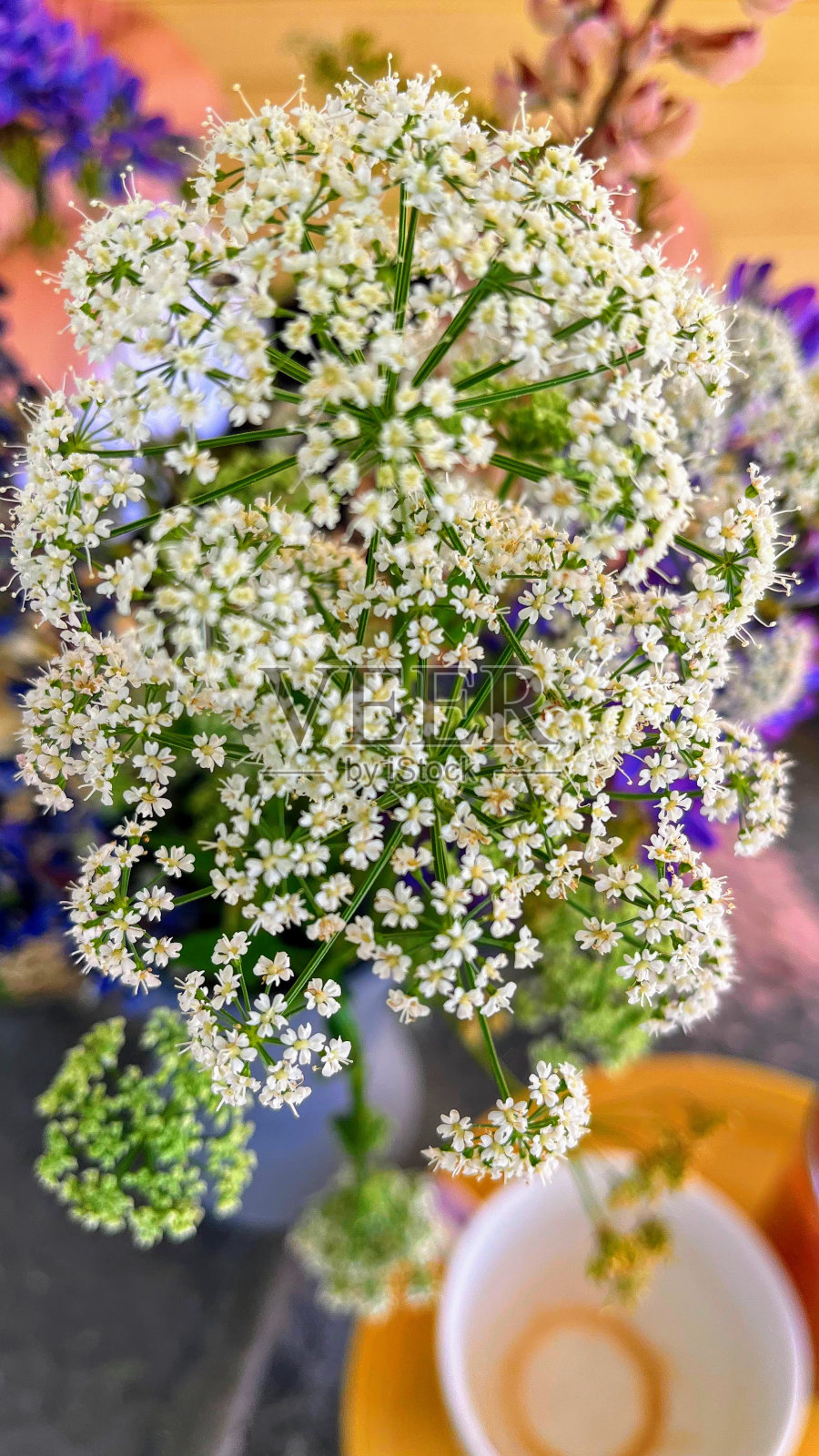 花照片摄影图片