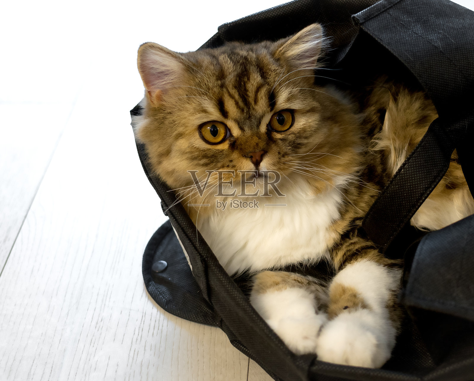 可爱的苏格兰毛茸茸的猫，特写，有复制空间。照片摄影图片