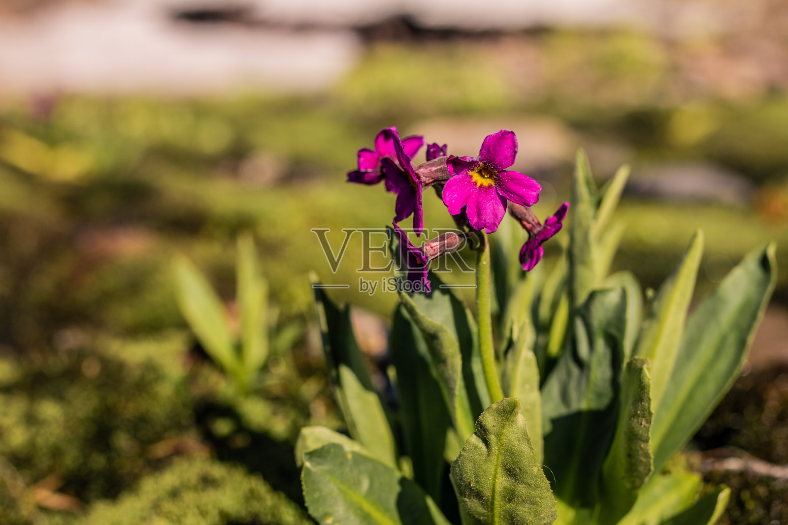 盛开的紫罗兰夏花特写照片摄影图片
