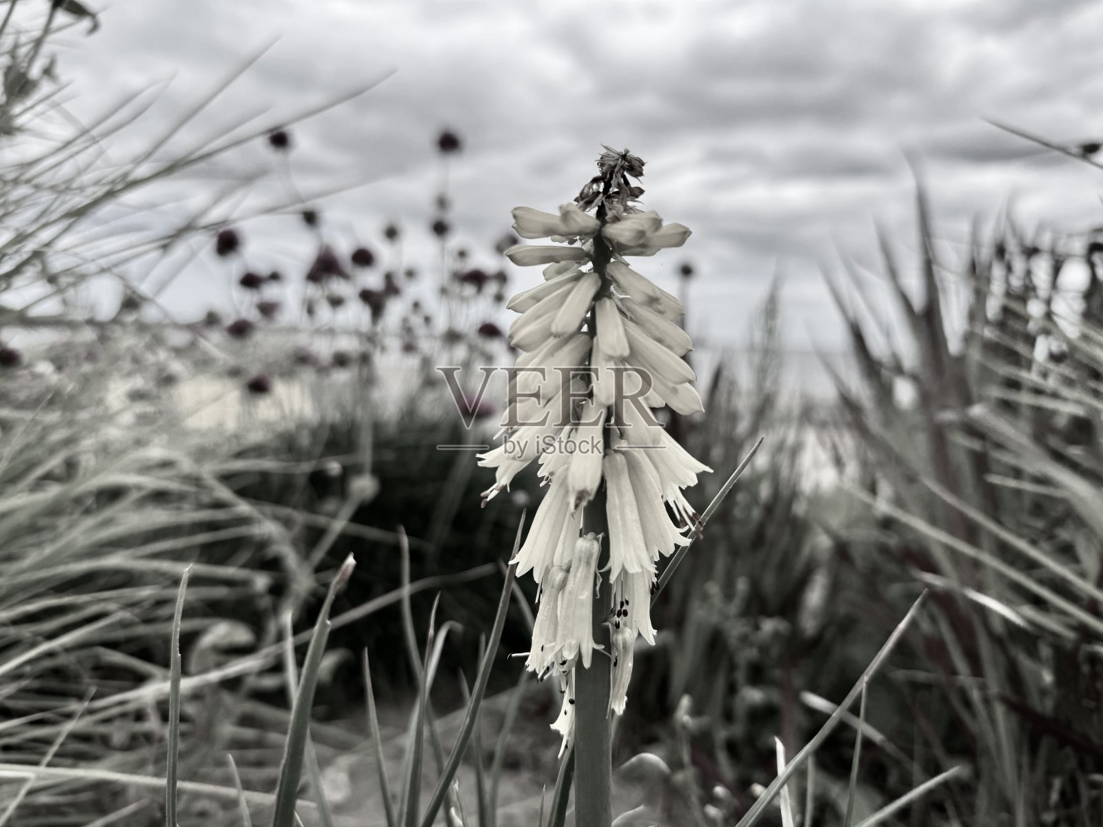 一株孤零零的植物衬着云景照片摄影图片
