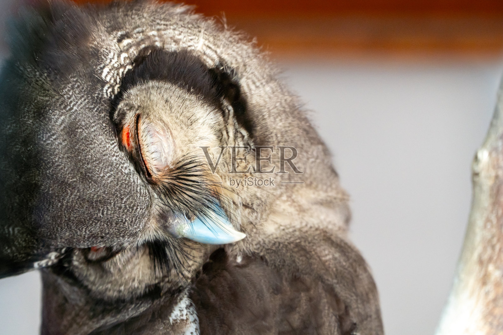 熟睡的Verreaux的鹰鸮闭着眼睛，表情可爱照片摄影图片