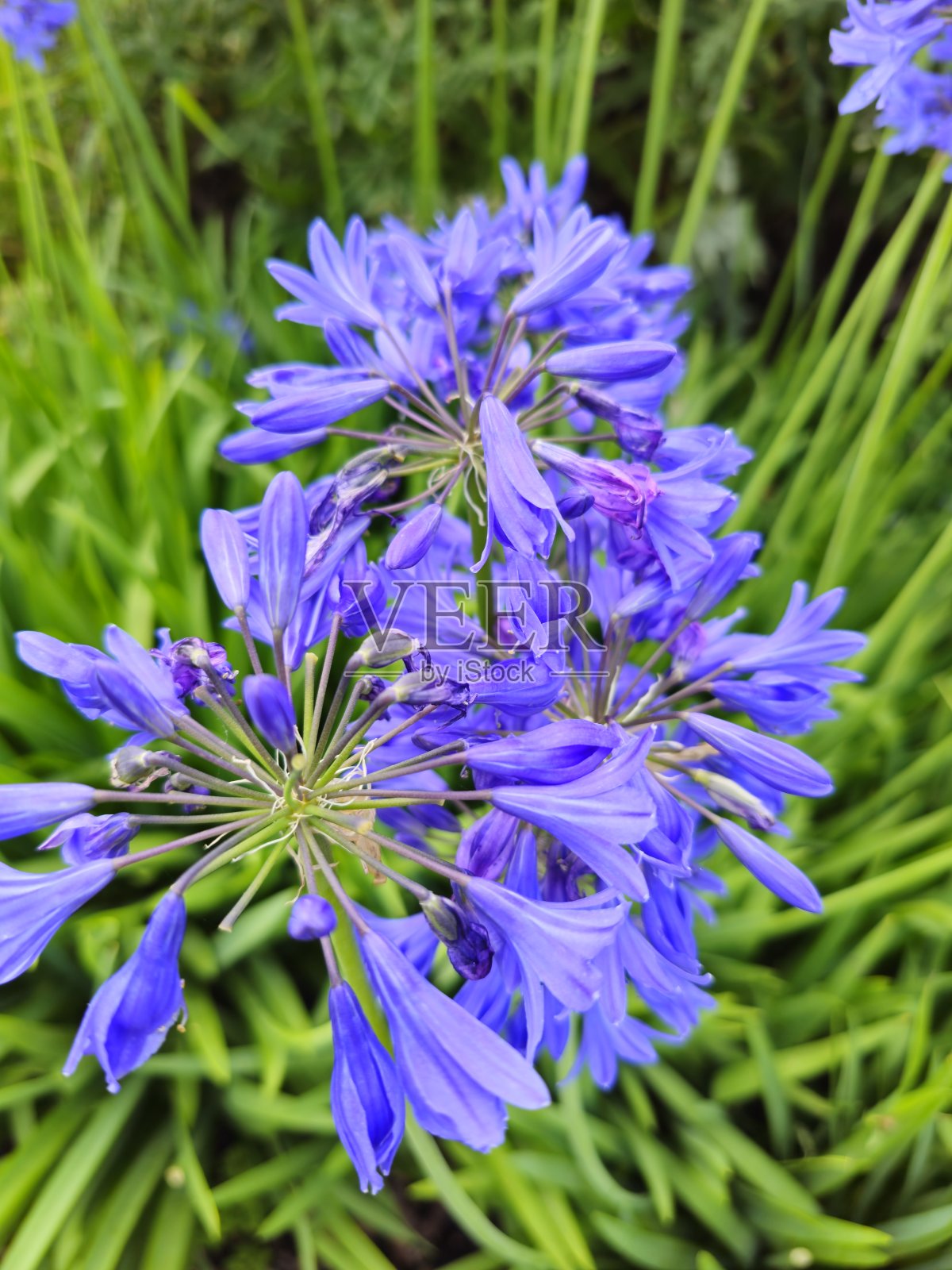 自然照片摄影图片