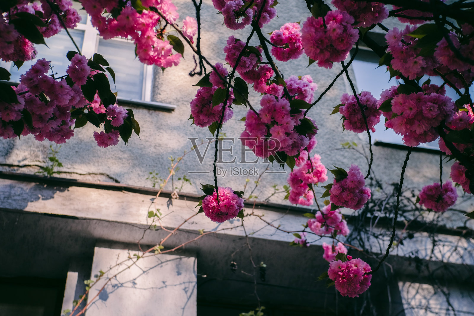 明亮的粉红色樱花在一座古老的灰色建筑的背景上照片摄影图片