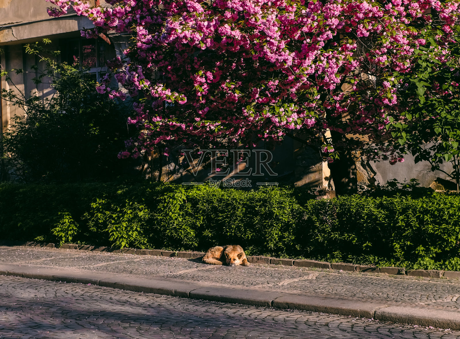 这只狗躺在人行道上一棵盛开的樱花树下照片摄影图片