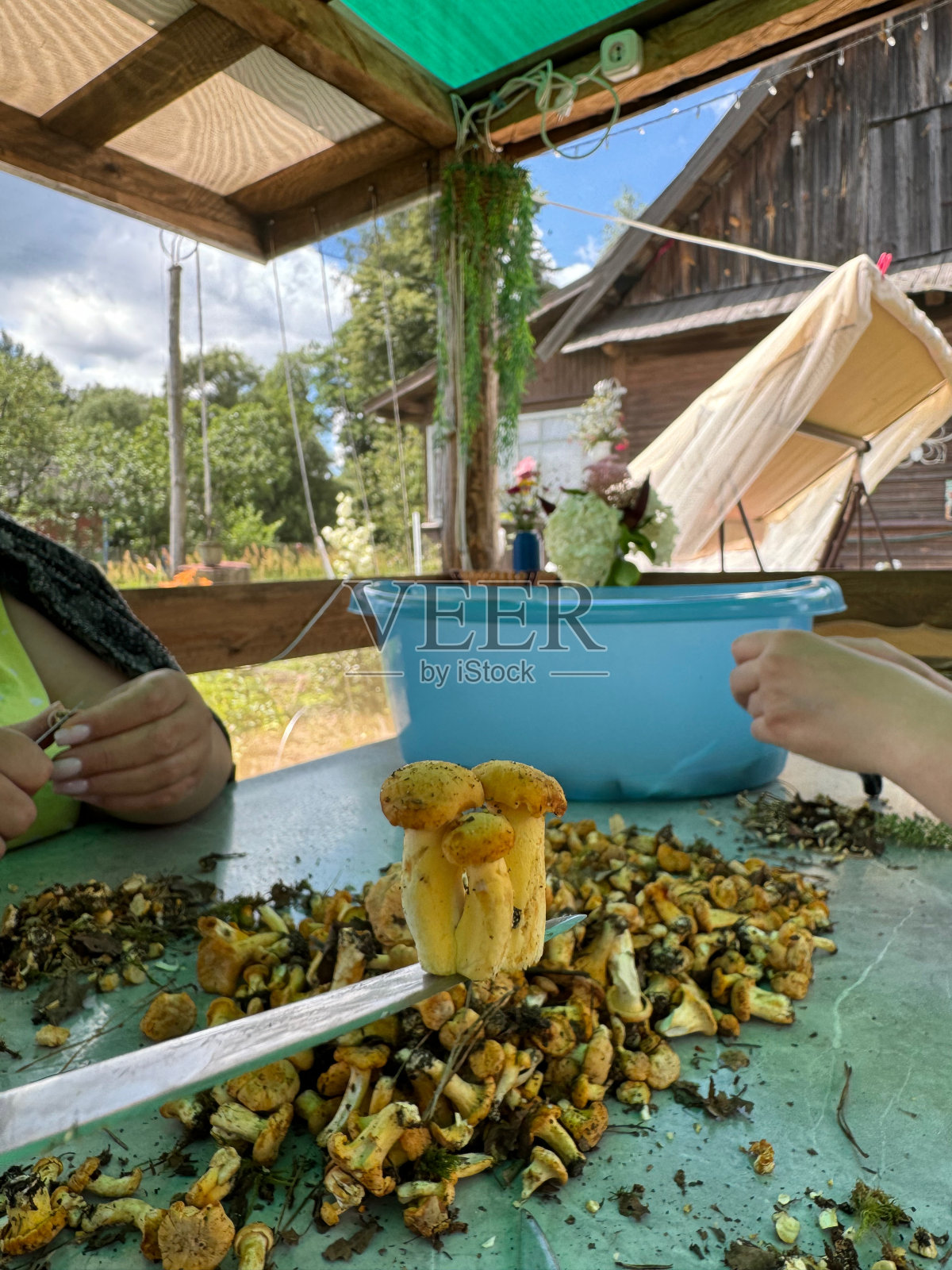 蘑菇采摘者对收集到的鸡油菌进行分类和清洗。蘑菇被放在桌子上。特写镜头。照片摄影图片