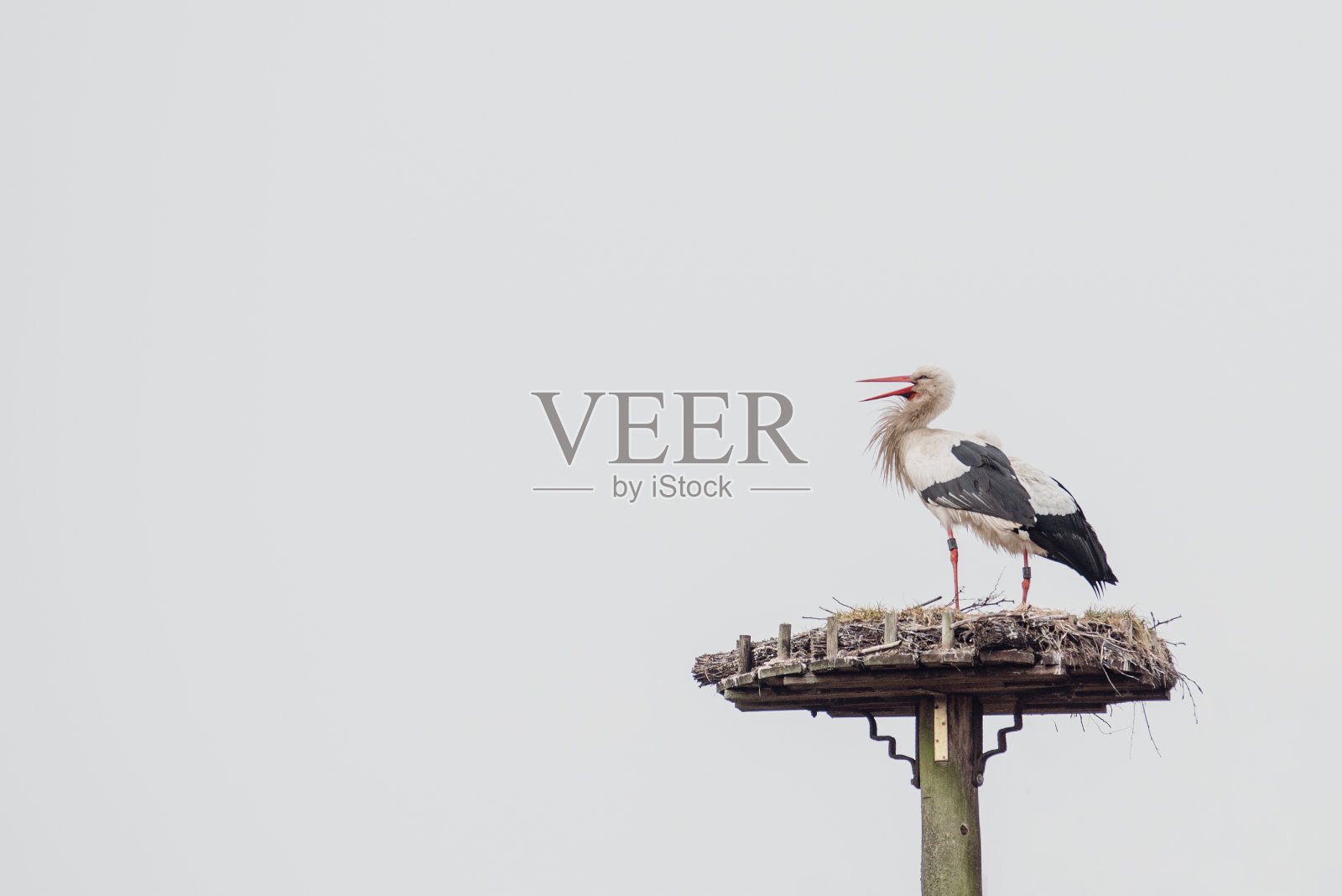 鸟窝里尖叫的鹳的特写照片摄影图片