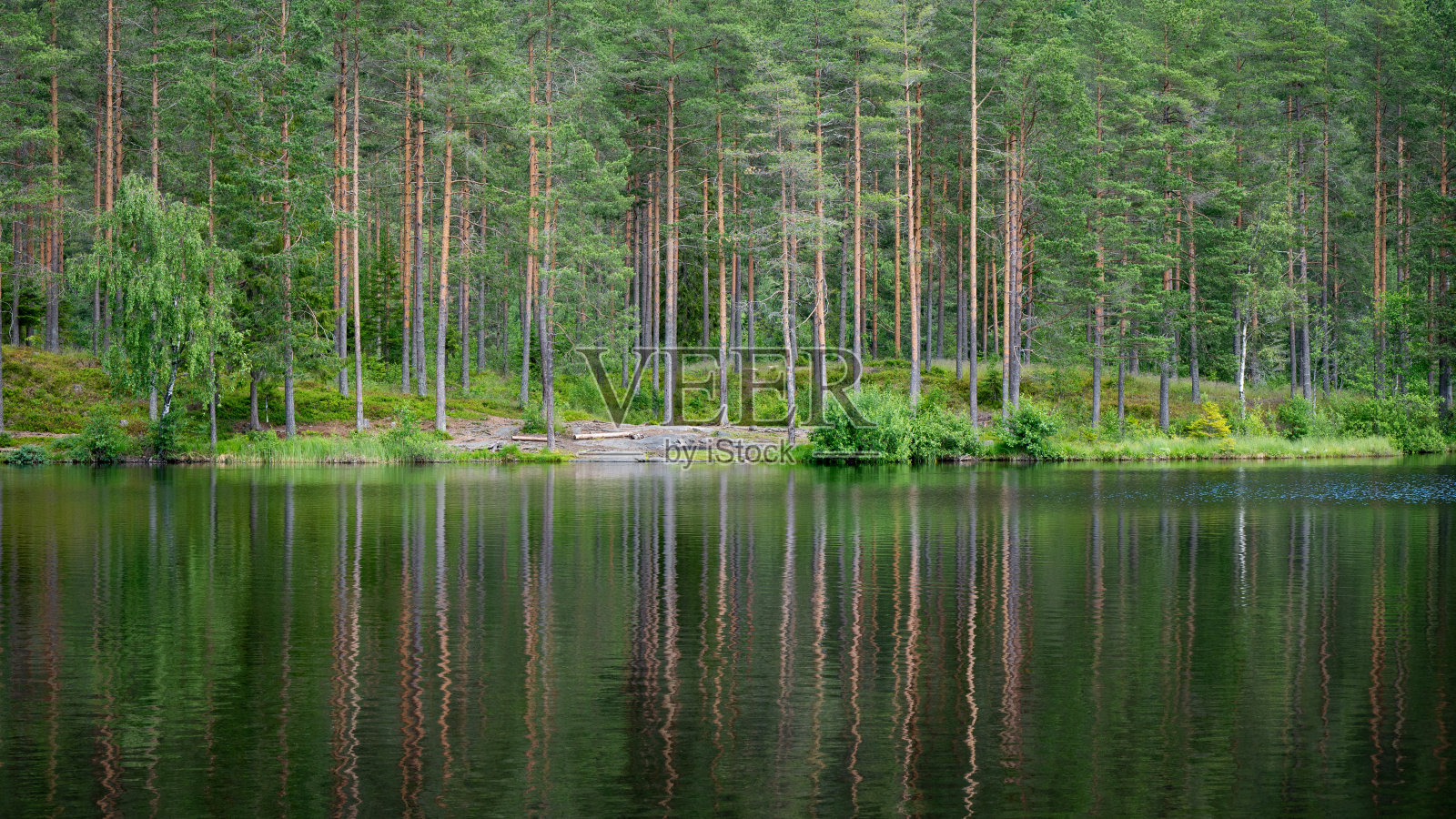 在挪威隆美达伦的布鲁德万附近徒步旅行时拍摄的森林风景。照片摄影图片