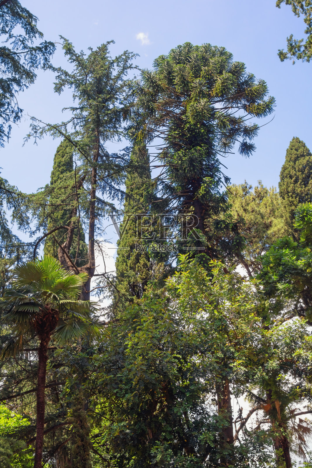在晴朗的日子里，不同的树木映衬着蓝天。黑山，蒂瓦特，大城镇公园照片摄影图片