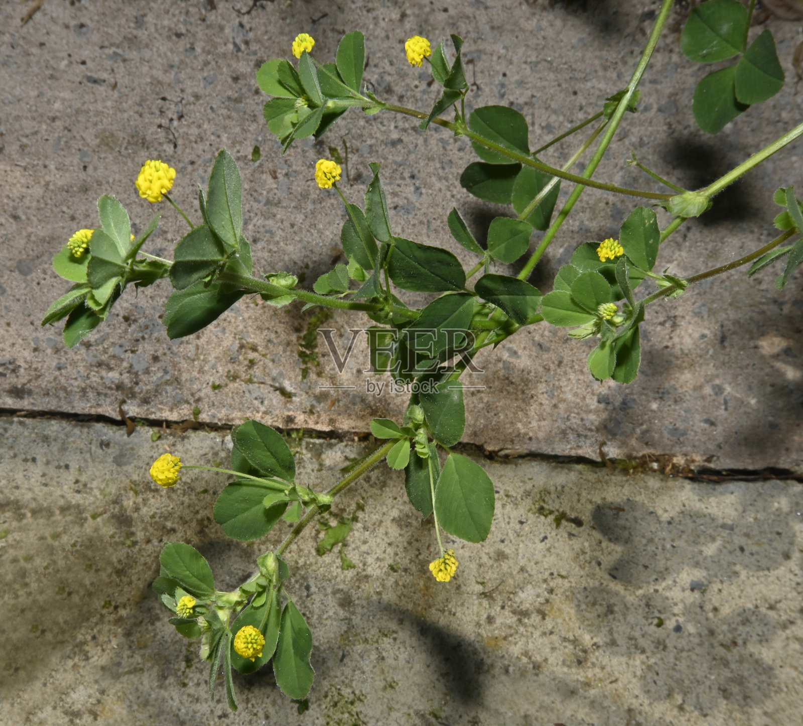 黑药，紫花苜蓿2号。照片摄影图片