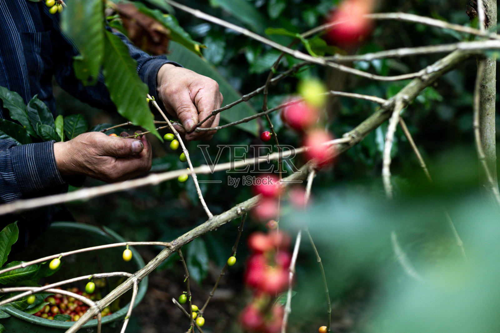一个农民在森林里的农场里采集哥伦比亚咖啡的手照片摄影图片