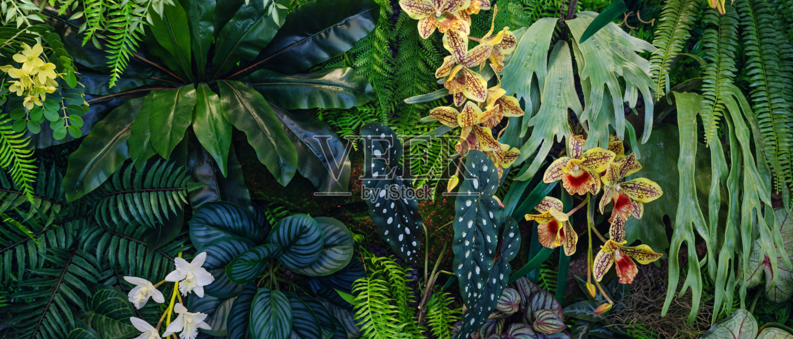 一组深绿色的热带树叶背景。照片摄影图片