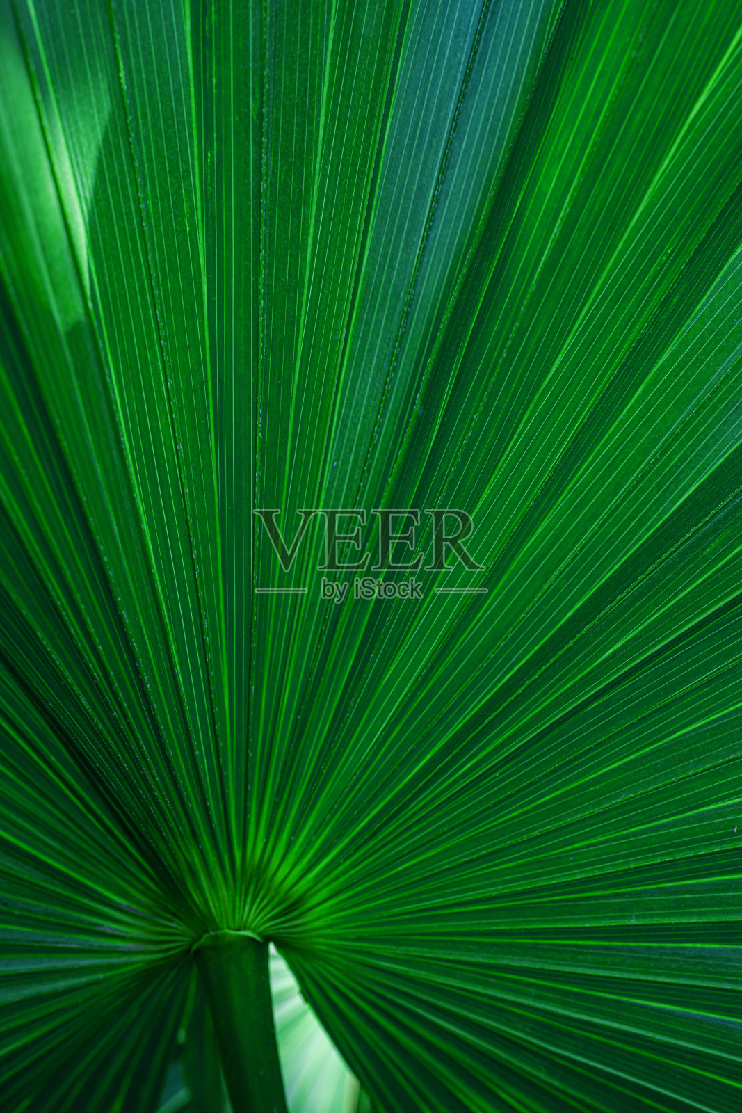 抽象的自然棕榈叶背景。照片摄影图片