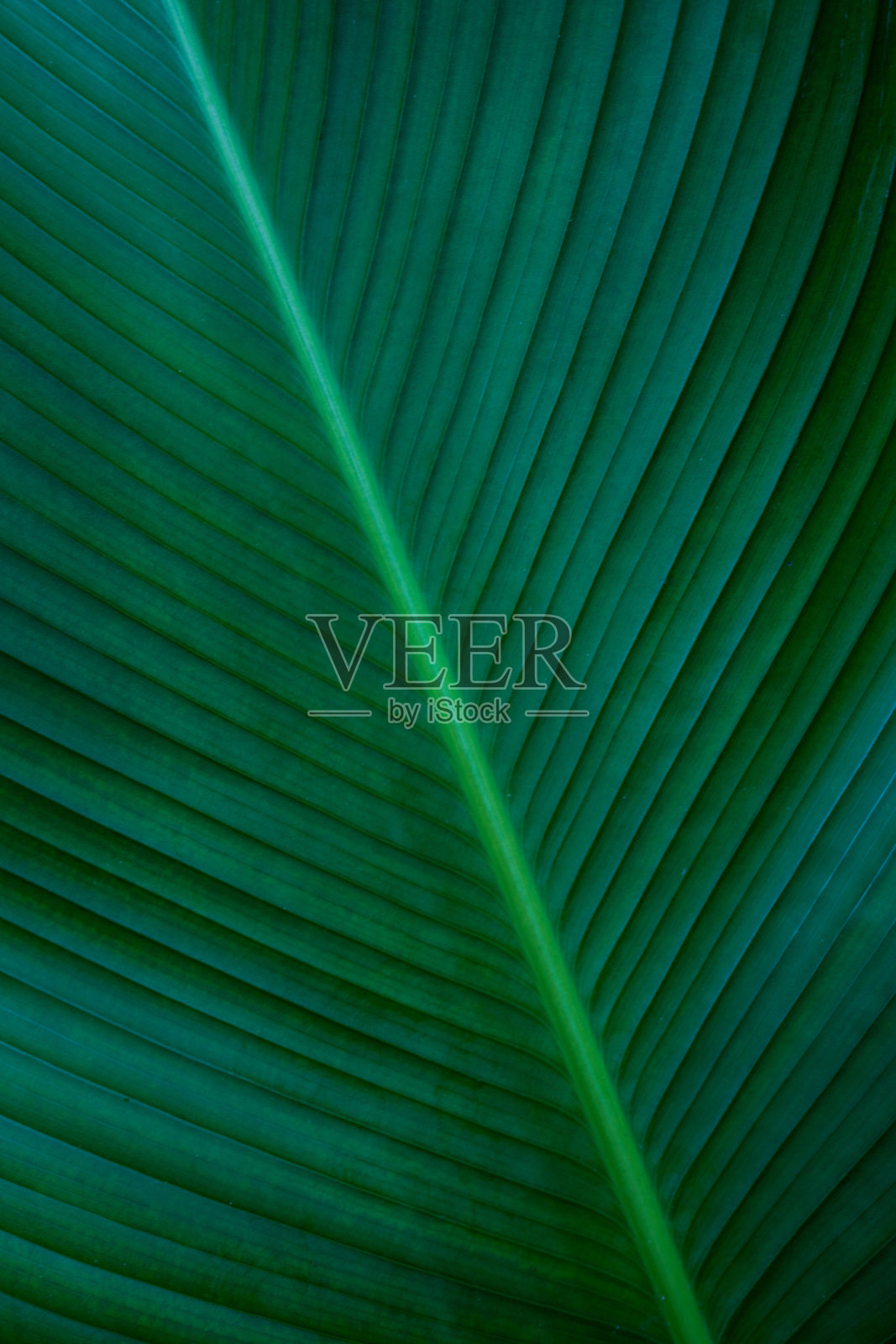 绿叶背景的特写自然视图。照片摄影图片