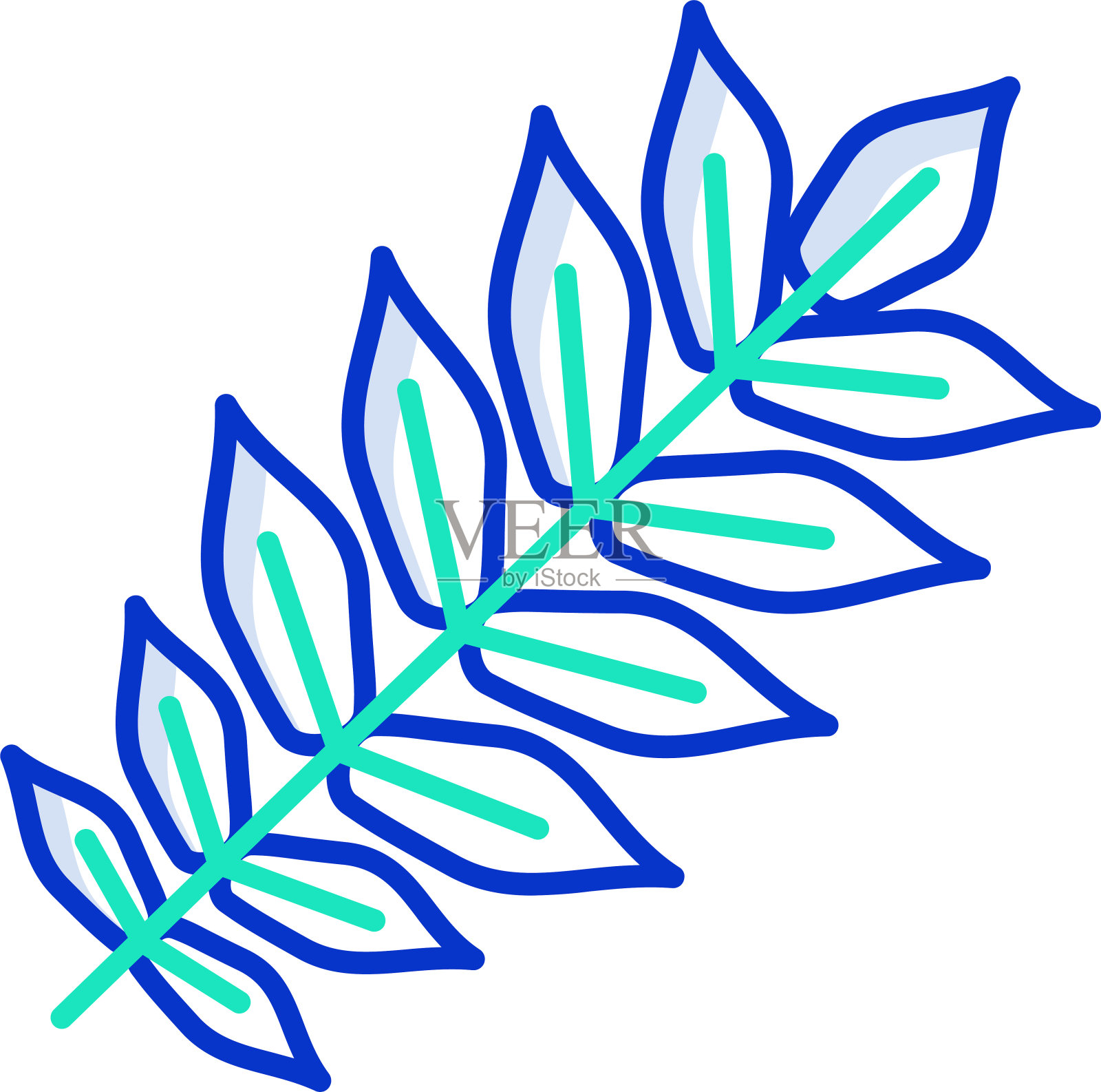 胡桃叶轮廓颜色矢量插图插画图片素材