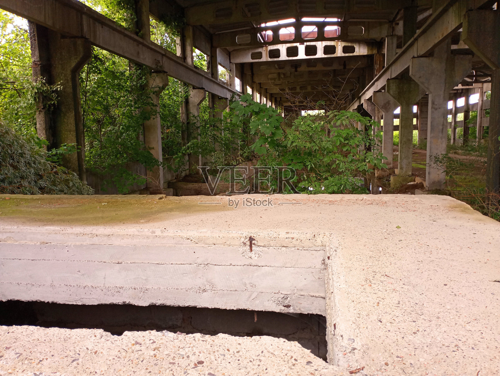 废弃的工业混凝土设施，中间有混凝土墙和灌木。一个巨大的废弃混凝土机库。照片摄影图片