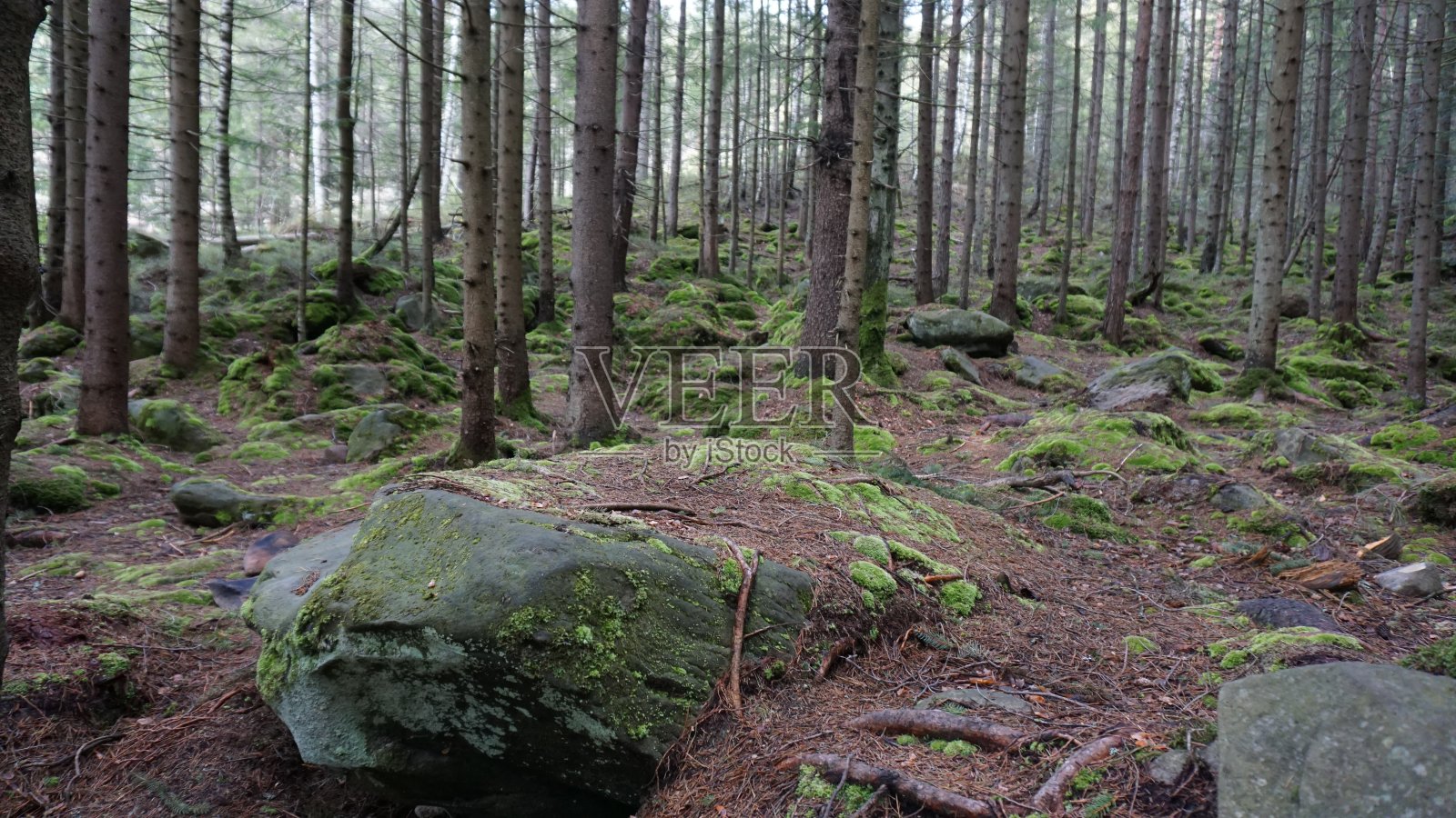 神秘的森林照片摄影图片