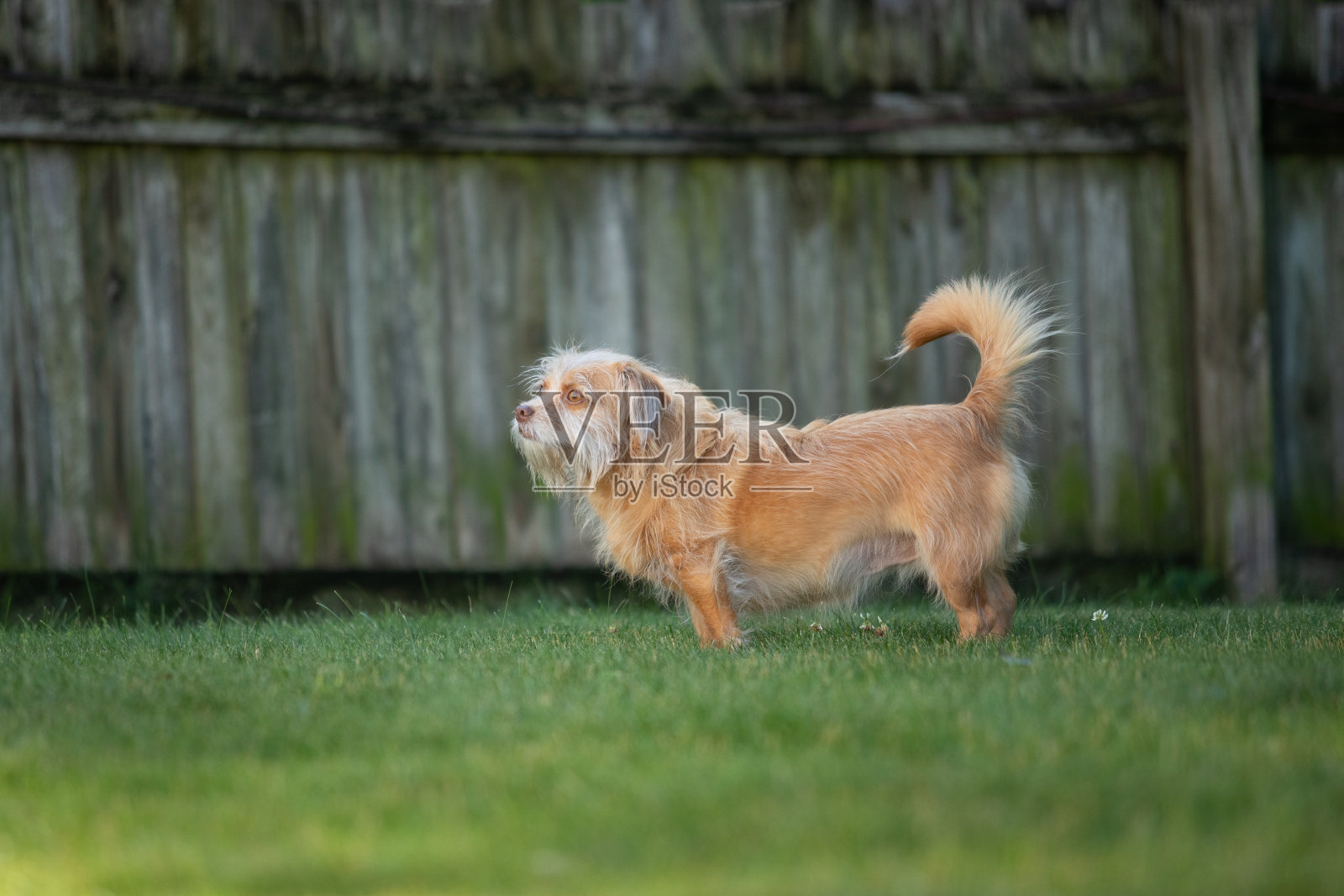 棕色的狗在院子里玩耍照片摄影图片