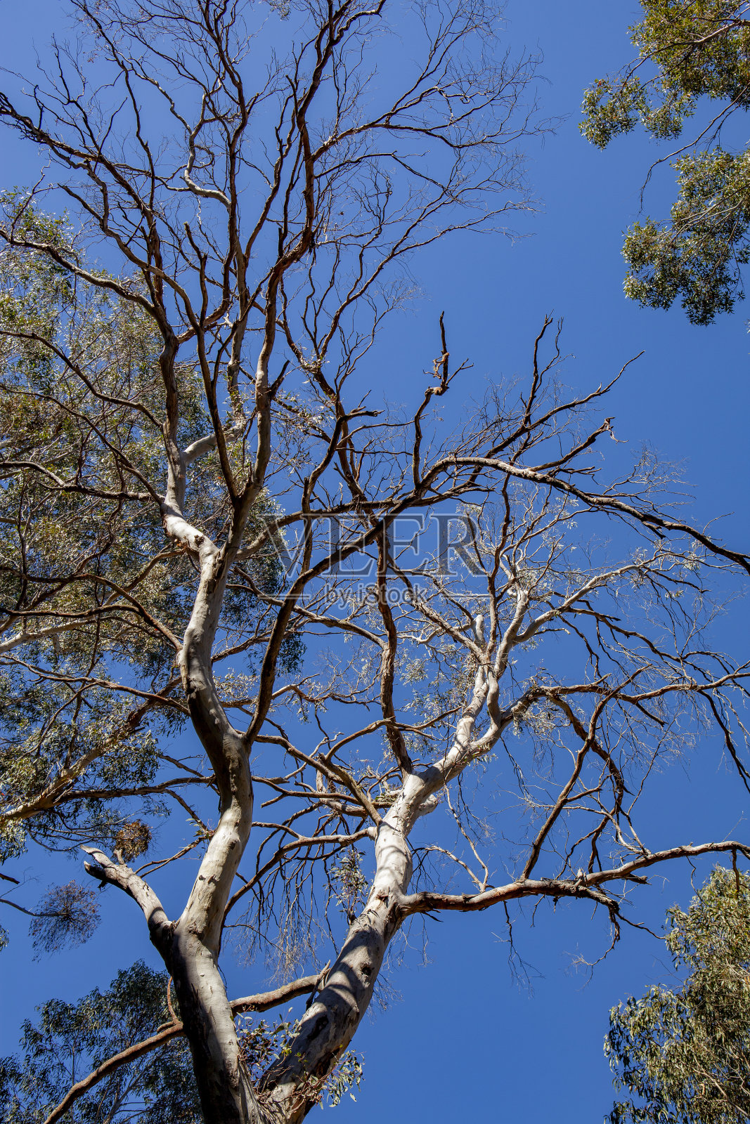石国家公园花园，中央高原照片摄影图片