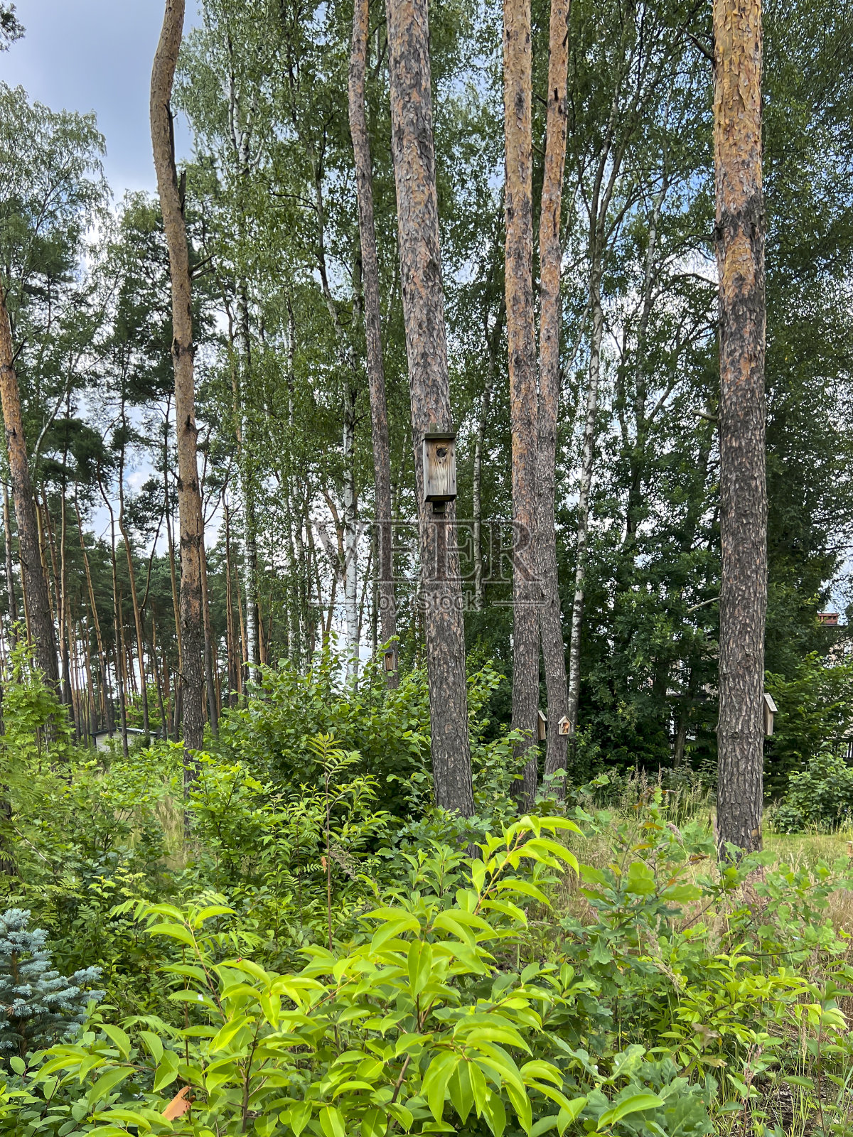 在森林中靠近房屋的树上为椋鸟建造的巢屋，一只年轻的椋鸟正在寻找食物照片摄影图片