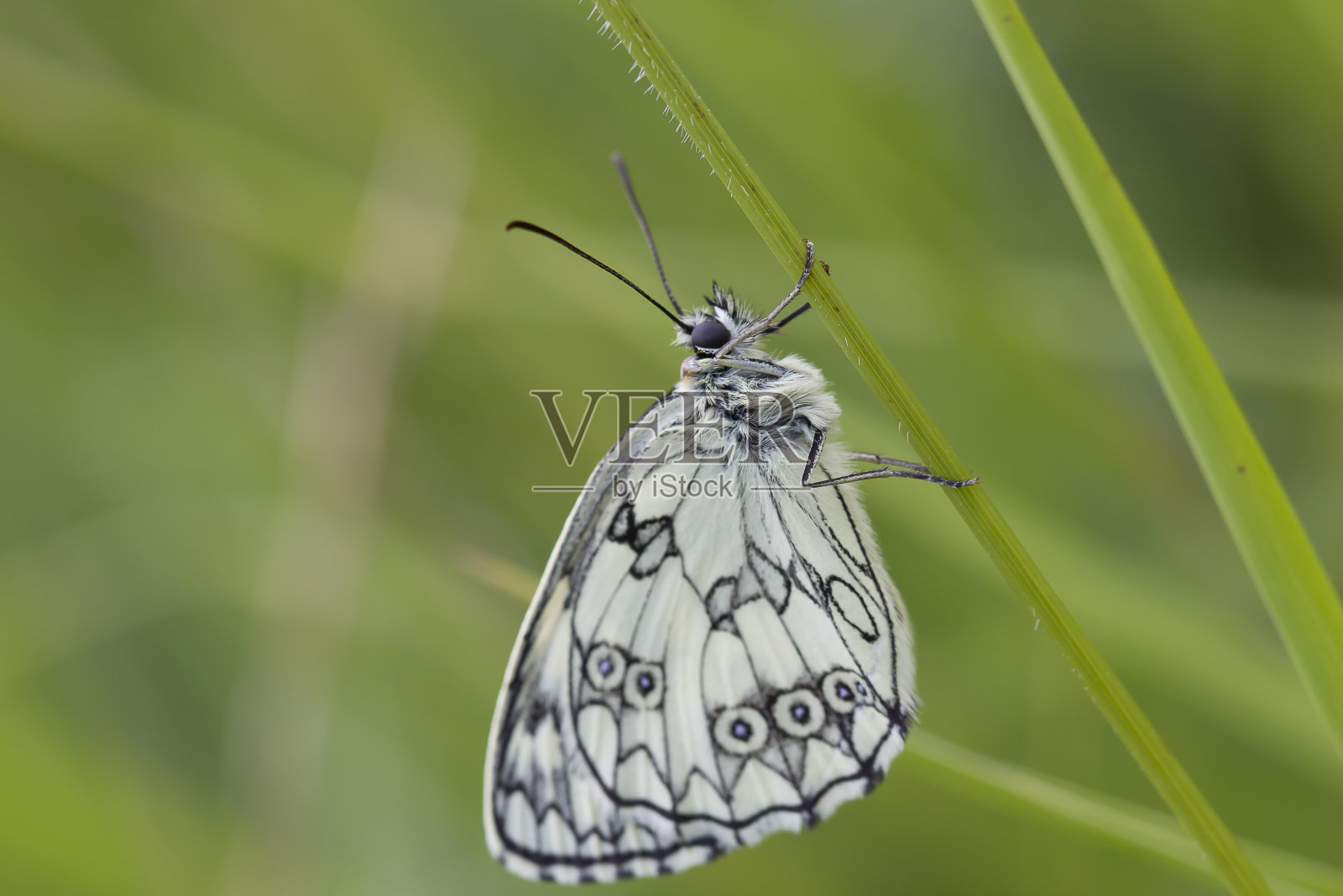半丧蝴蝶照片摄影图片