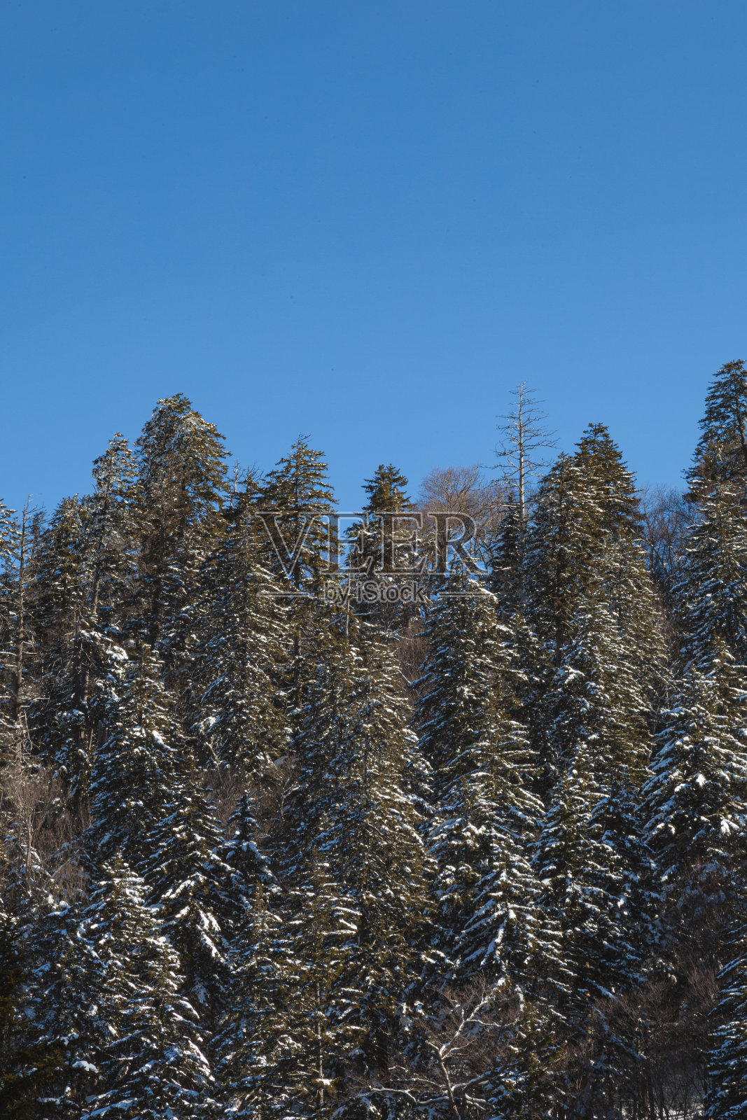 冬天，大烟山国家公园照片摄影图片