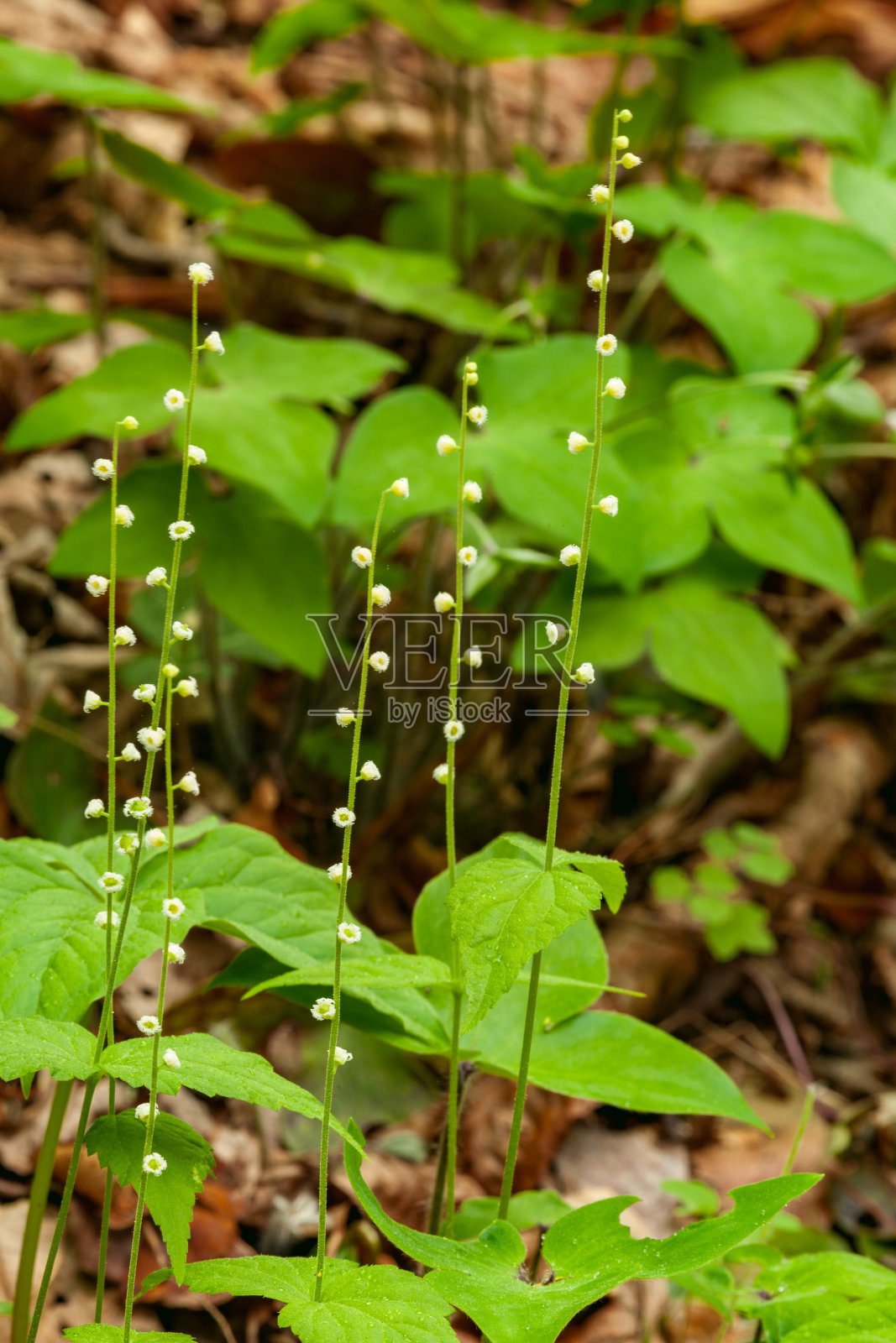 主教帽野花照片摄影图片