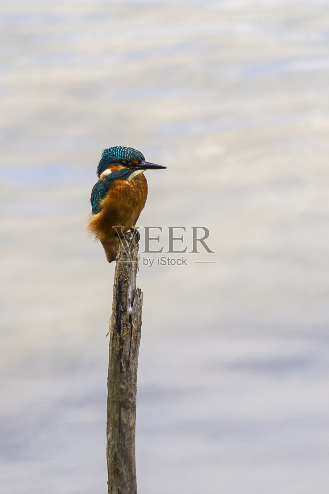 普通翠鸟照片摄影图片
