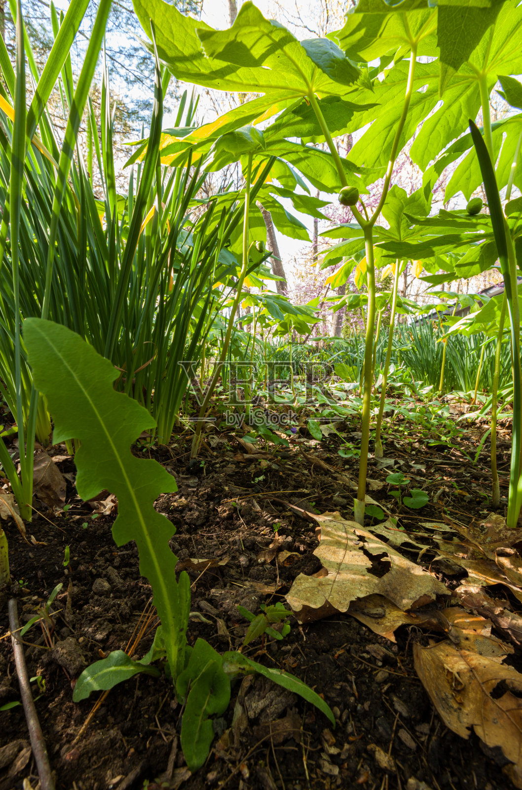 仰望Mayapple照片摄影图片
