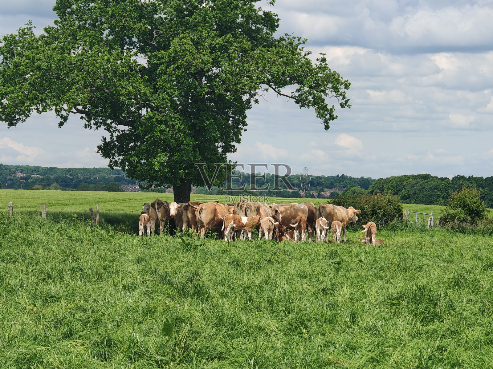 英国乡村2照片摄影图片