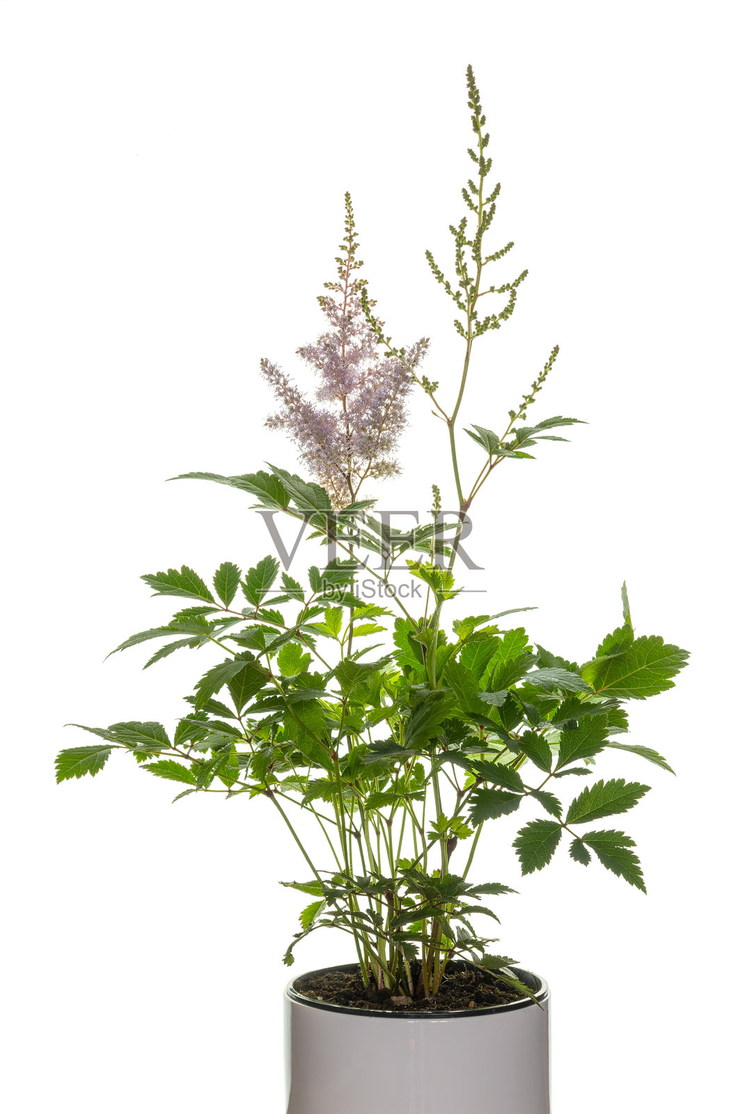 黄芪又称白底假羊胡子照片摄影图片